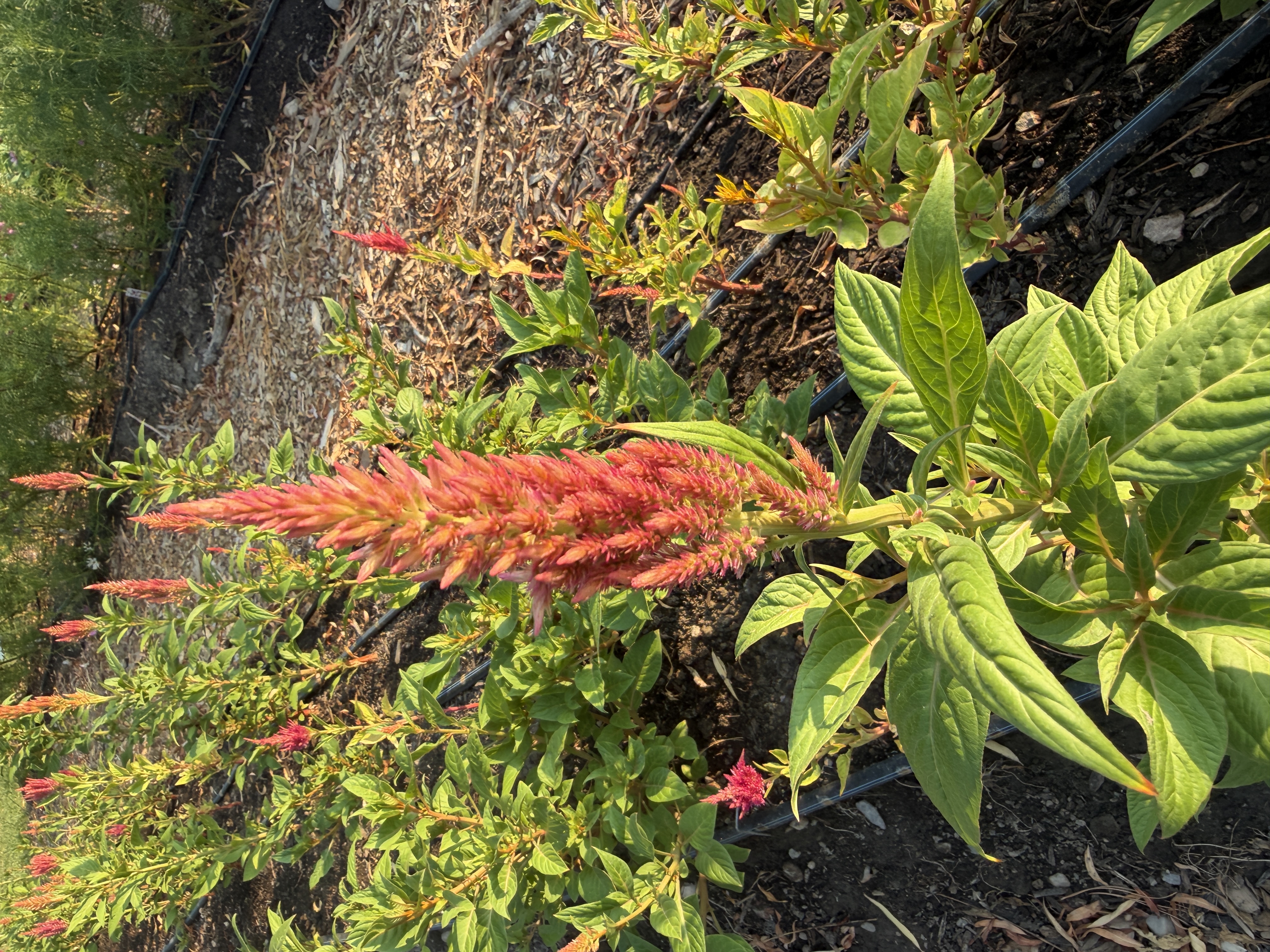 CELOSIA argentea spicata Celway Salmon