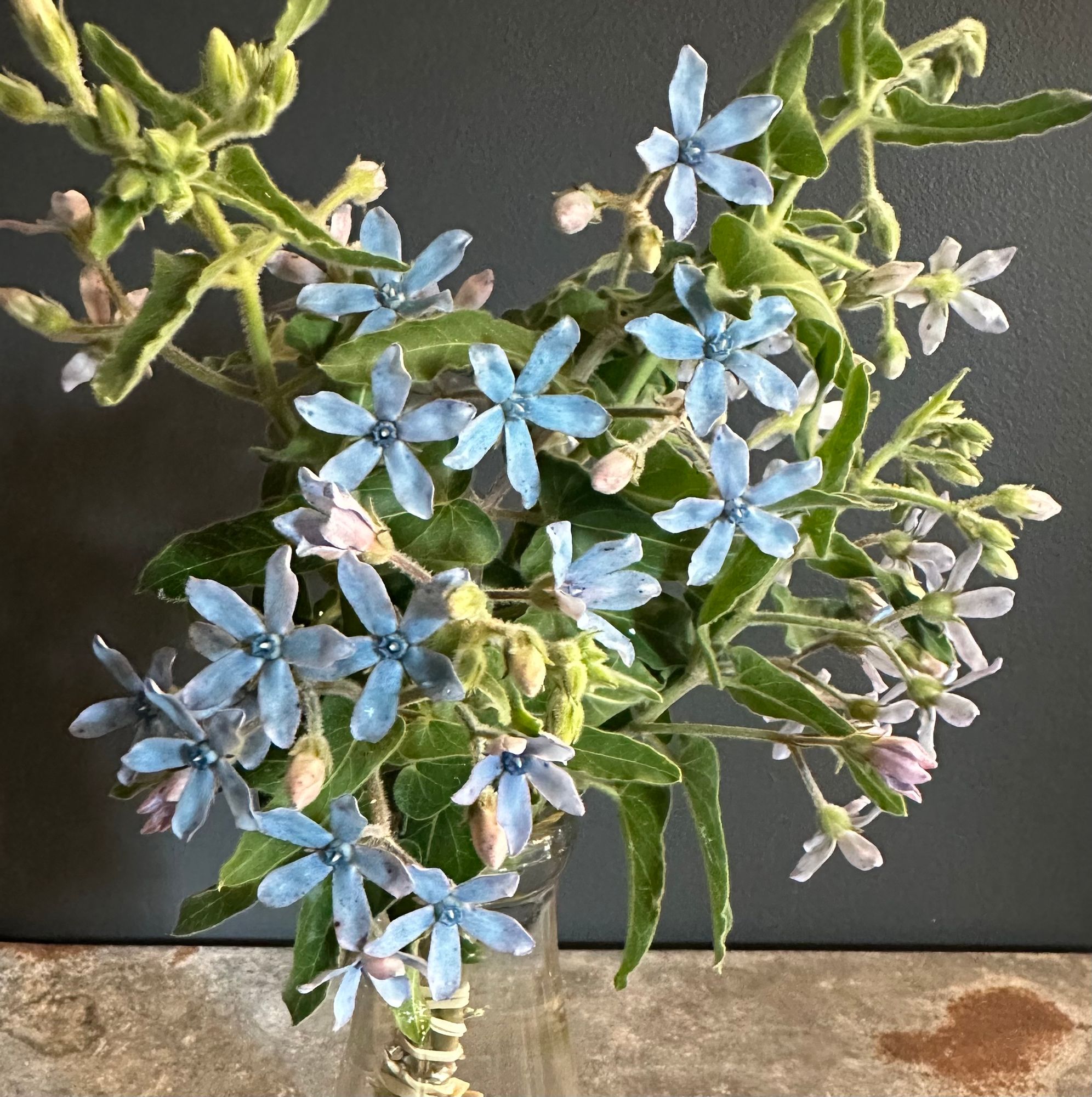 OXYPETALUM coeruleum