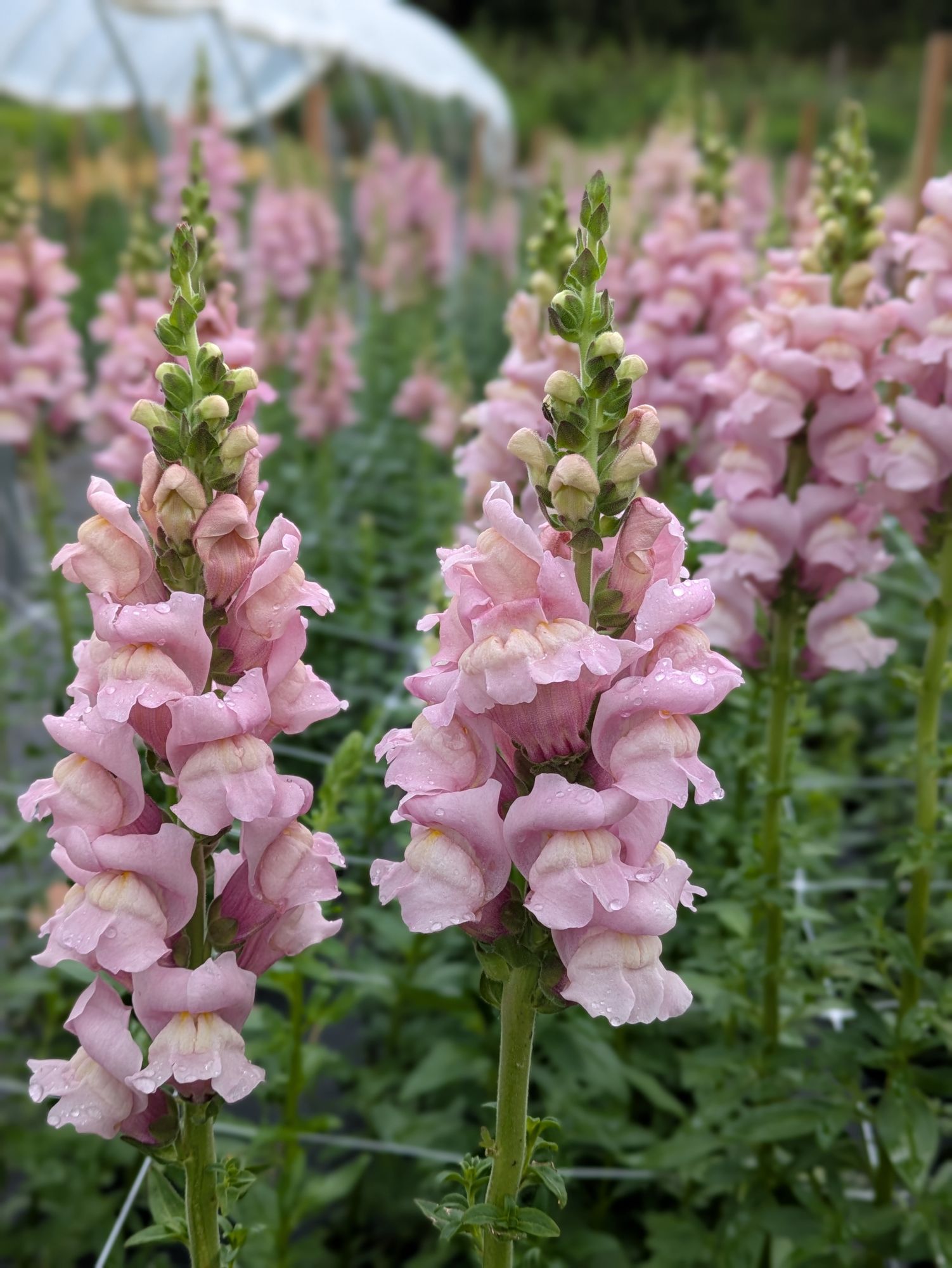 ANTIRRHINUM majus Potomac Lavender