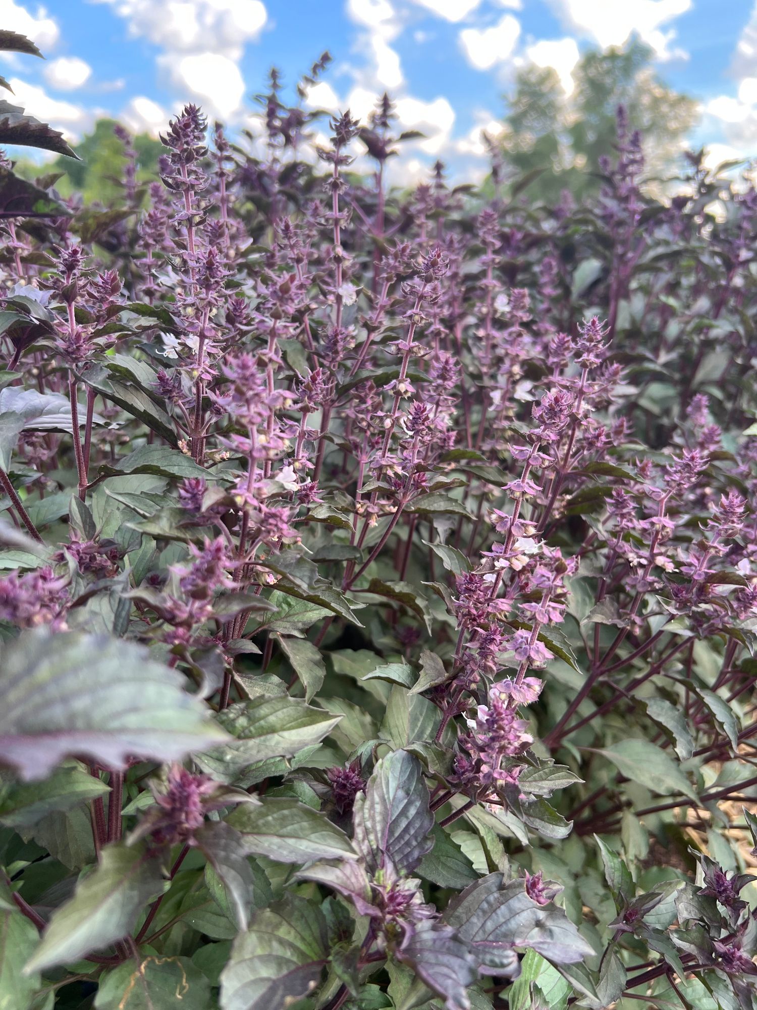 OCIMUM basilicum Aromatto