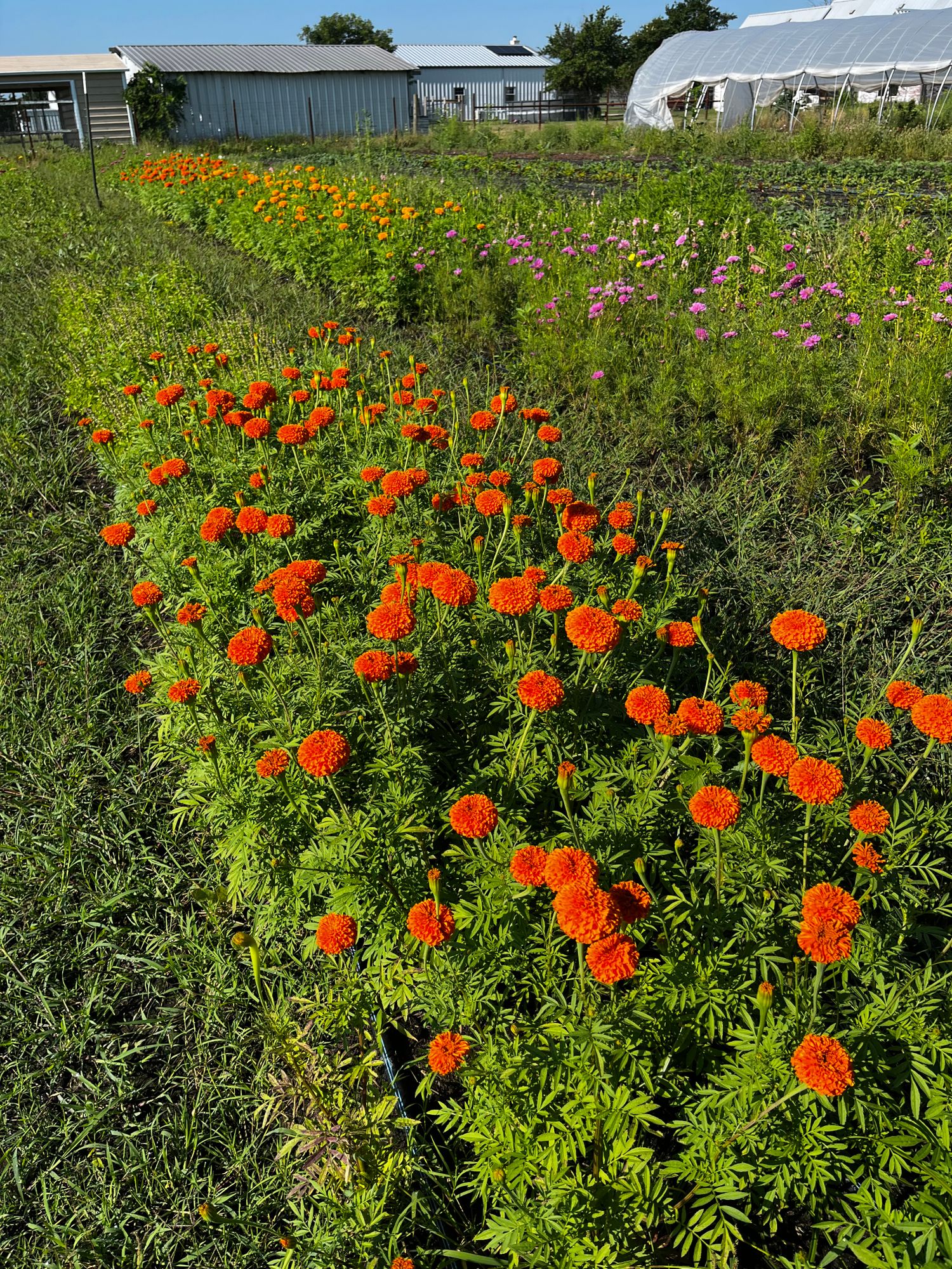 TAGETES erecta