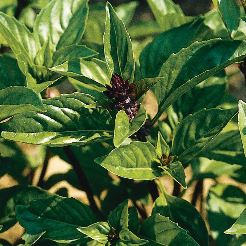 OCIMUM basilicum Cinamonette