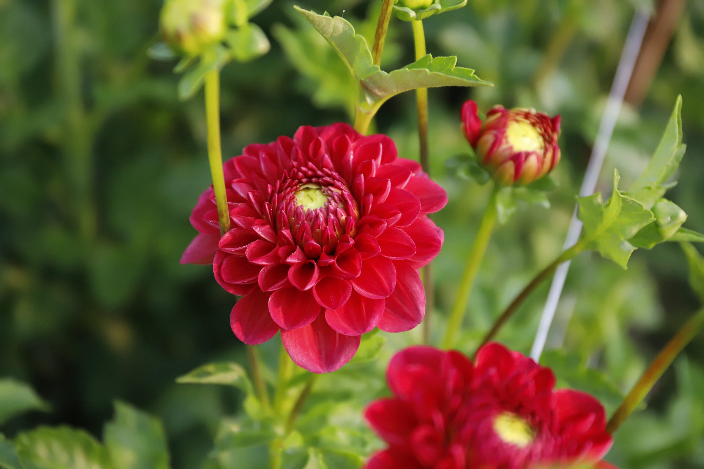 DAHLIA Coseytown Mason