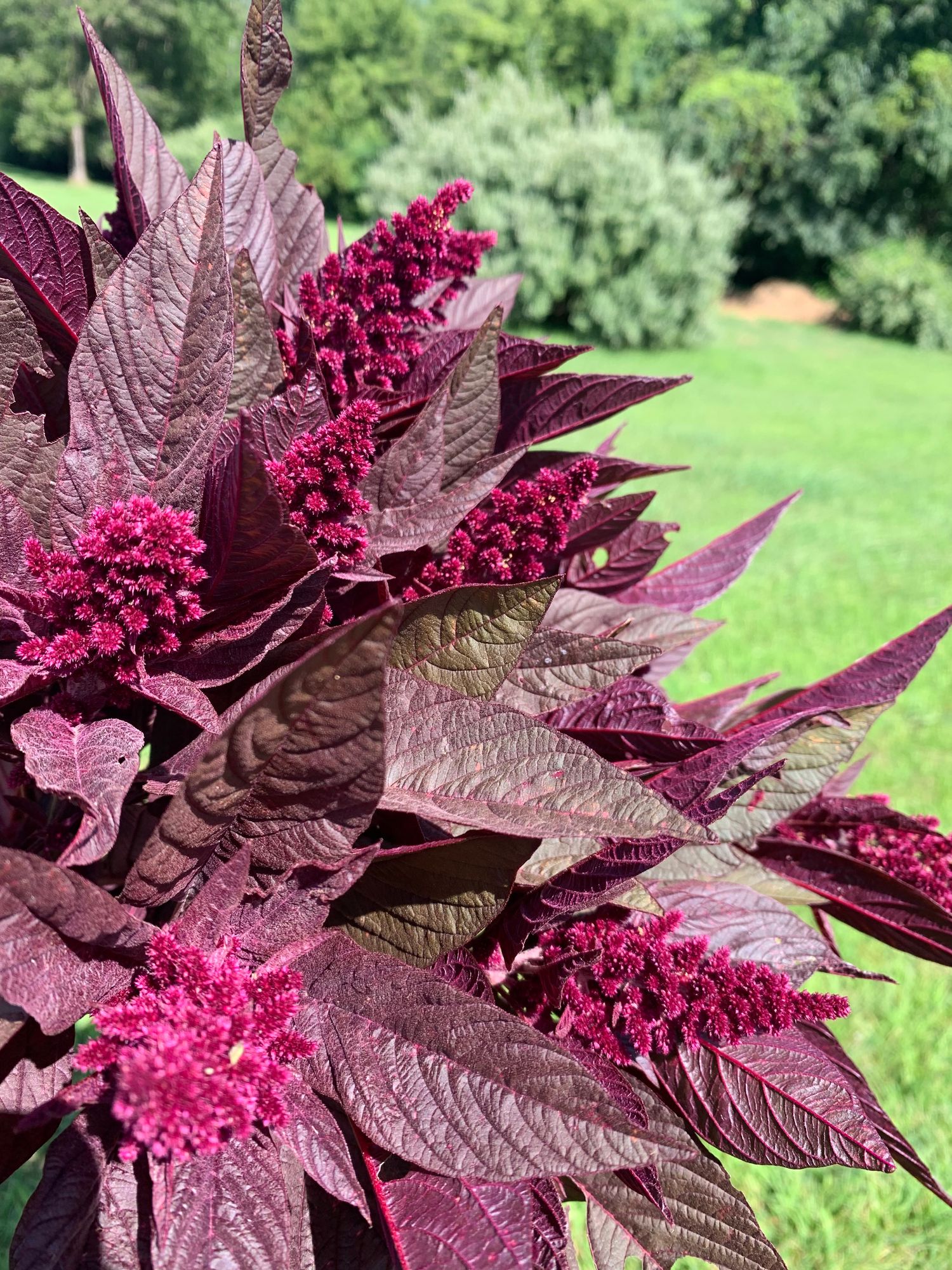 AMARANTHUS cruentus Hopi Red Dye