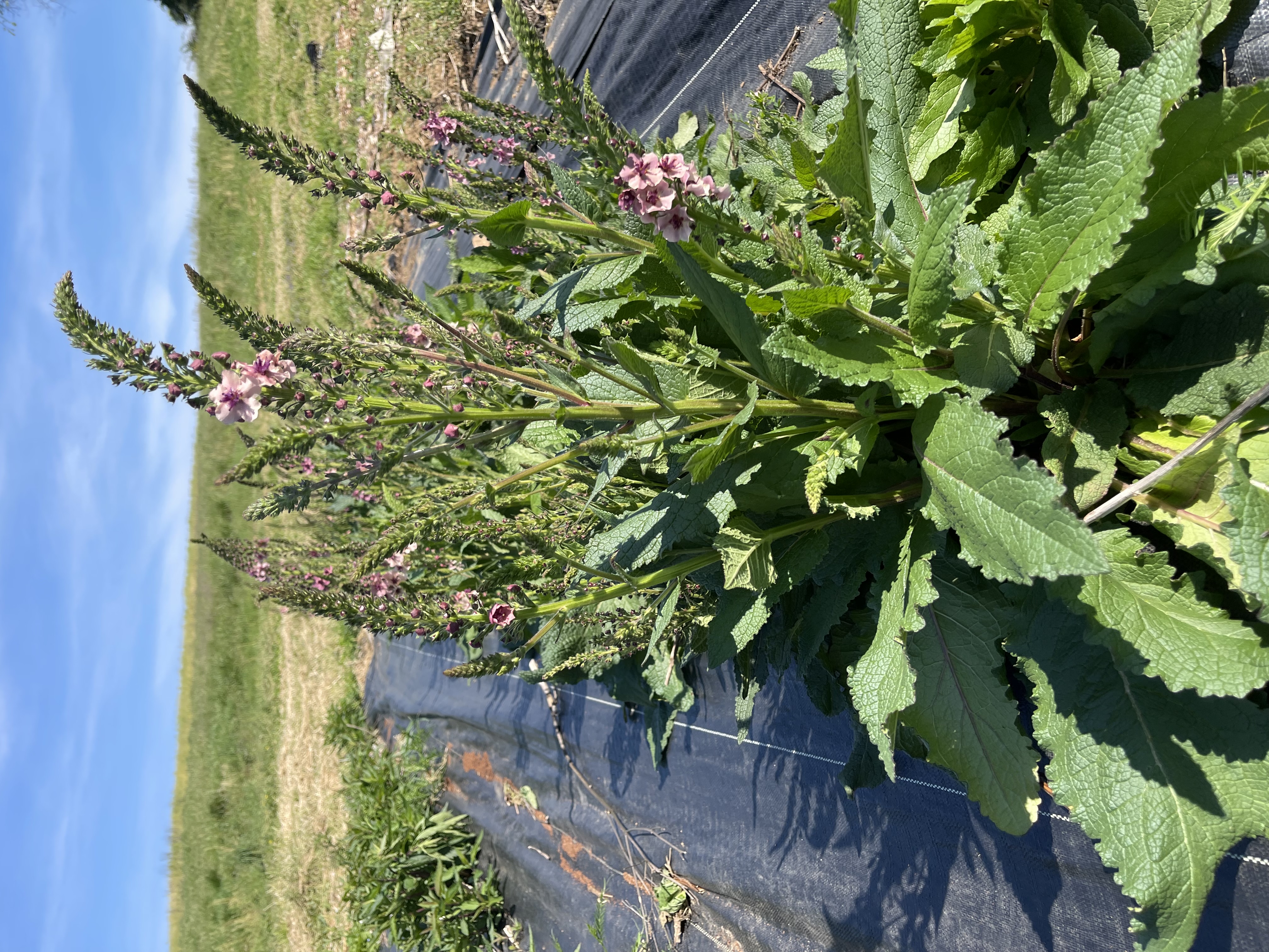 VERBASCUM x Southern Charm