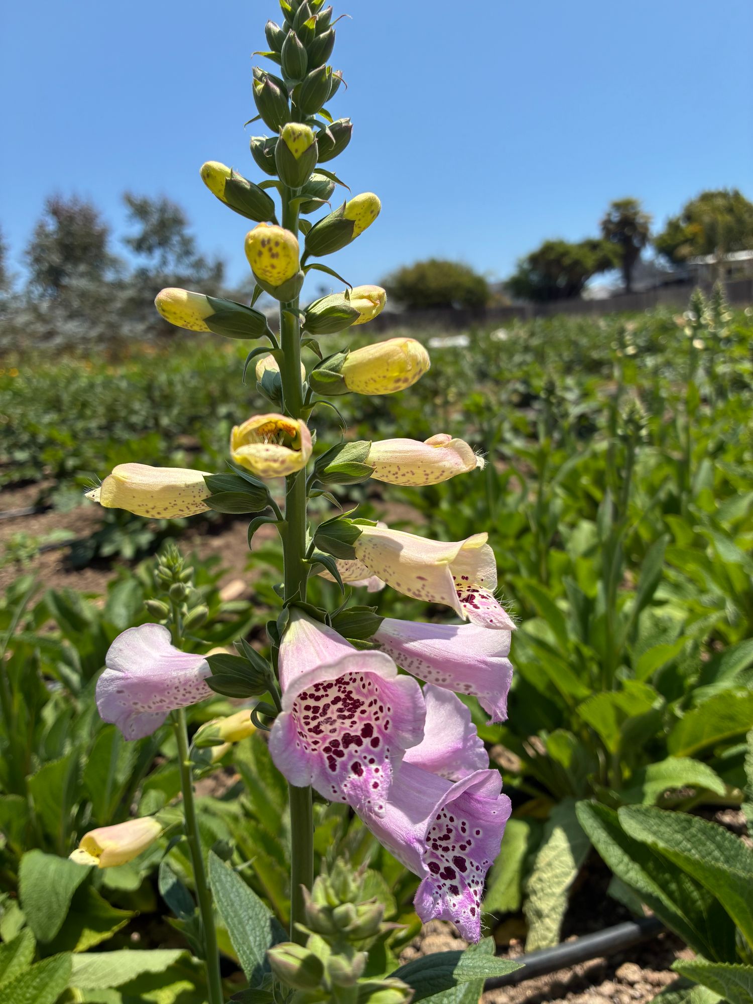 DIGITALIS purpurea Camelot Lavender