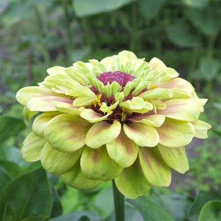 ZINNIA elegans Queeny Lime Blush