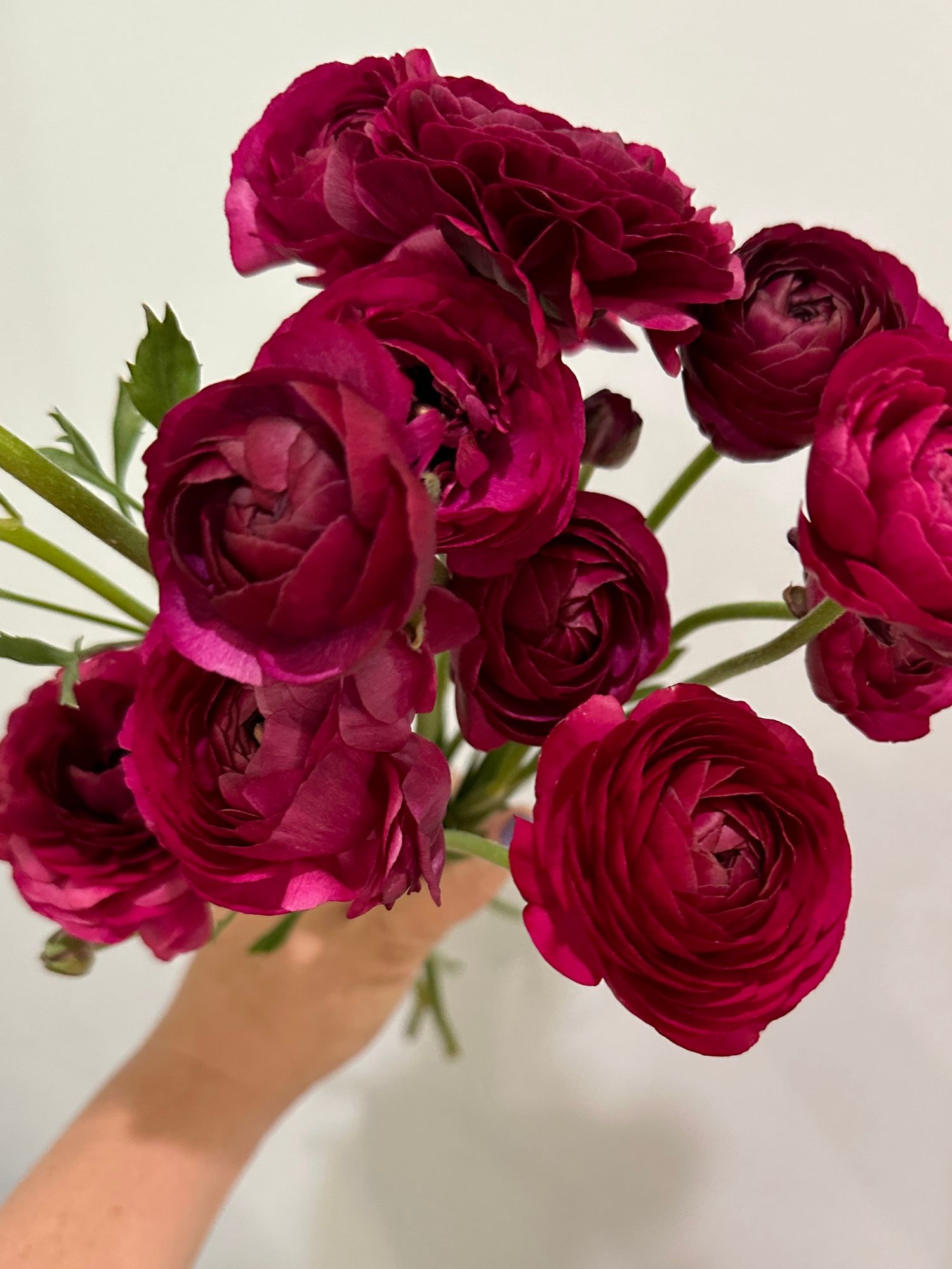 RANUNCULUS Amandine Violet