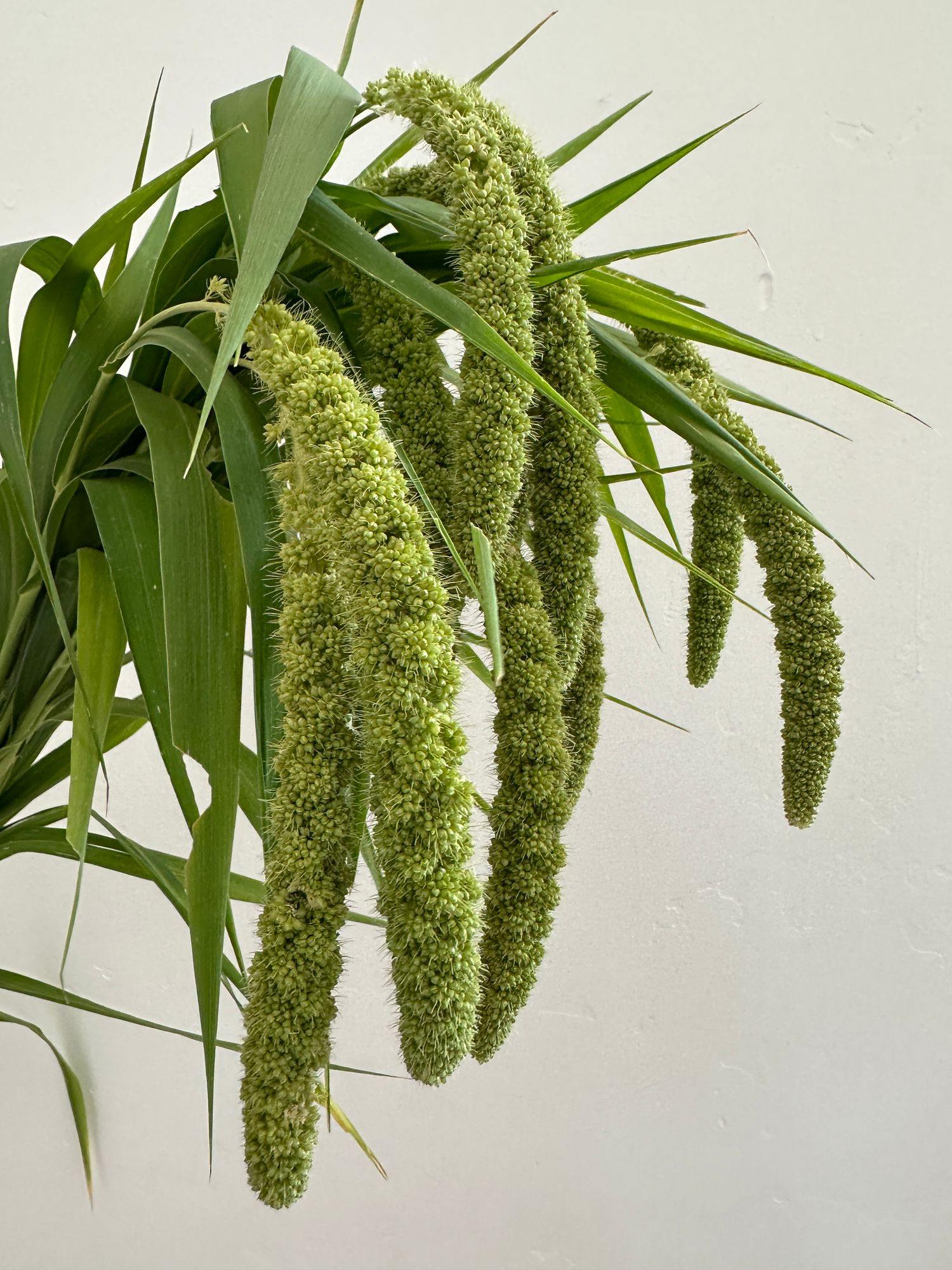 SETARIA italica Lime Light Spray Millet