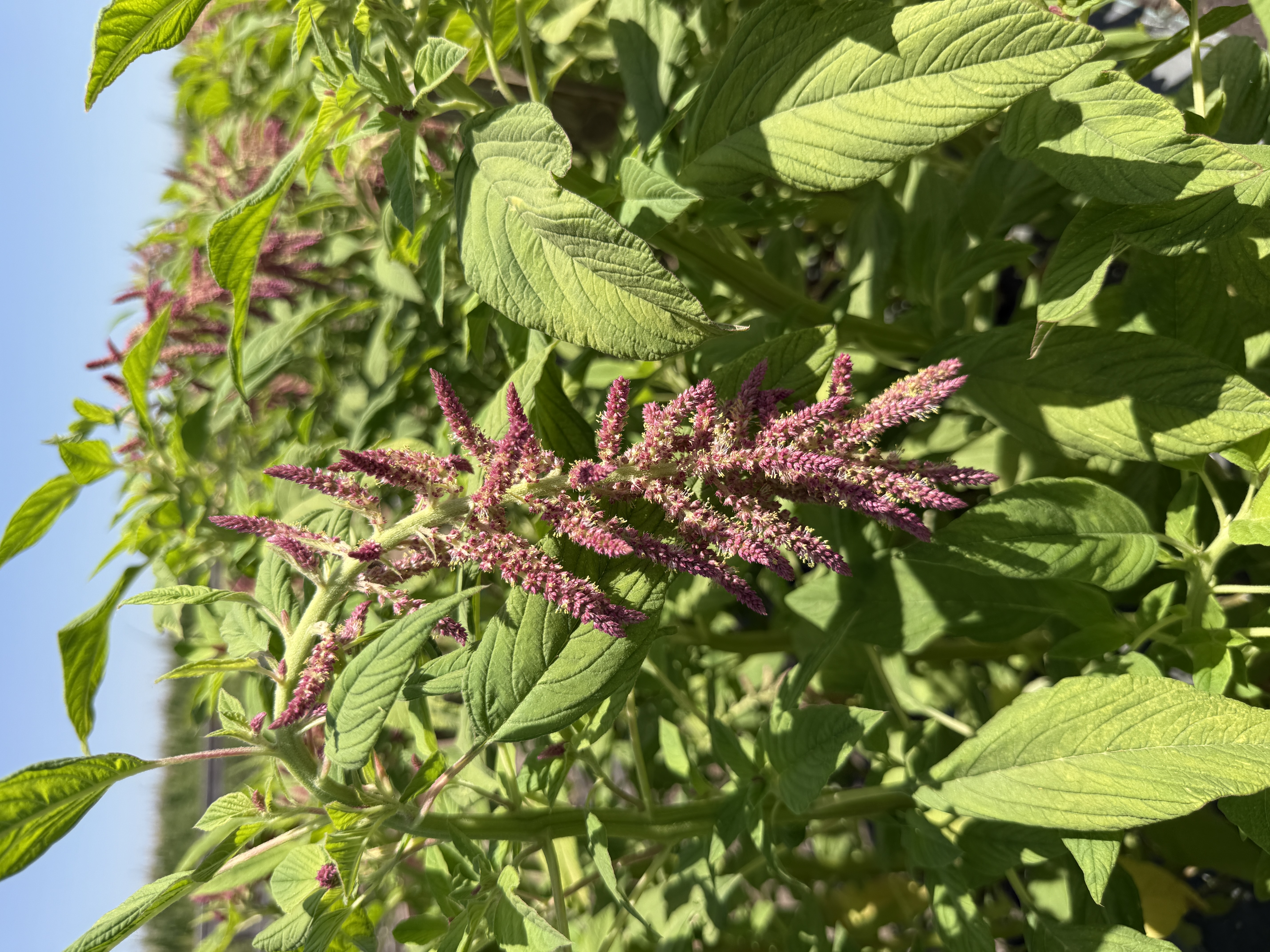 AMARANTHUS caudatus Love-Lies-Bleeding