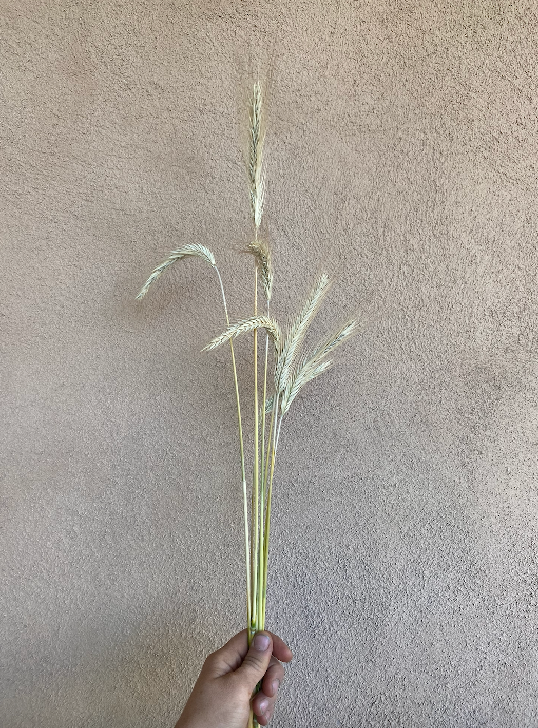 ORNAMENTAL GRASS