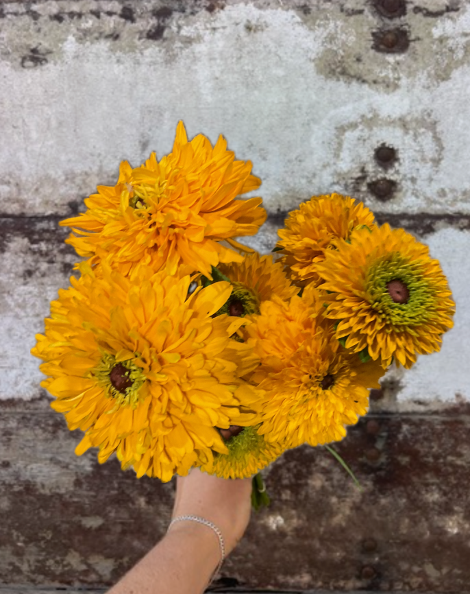 RUDBECKIA hirta Maya
