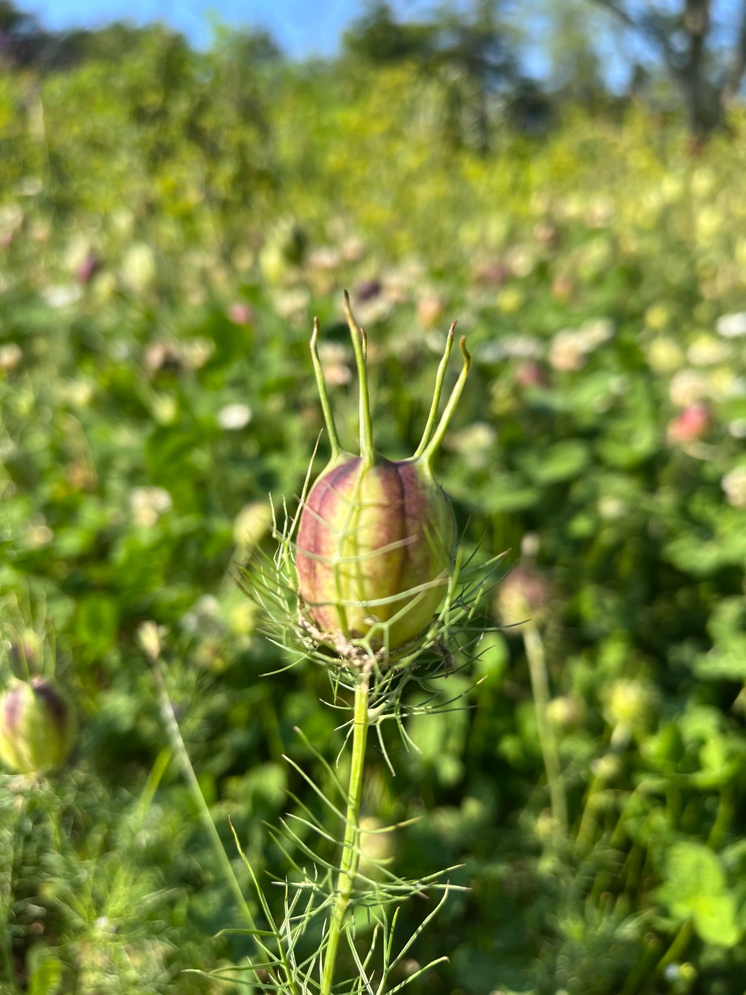 NIGELLA