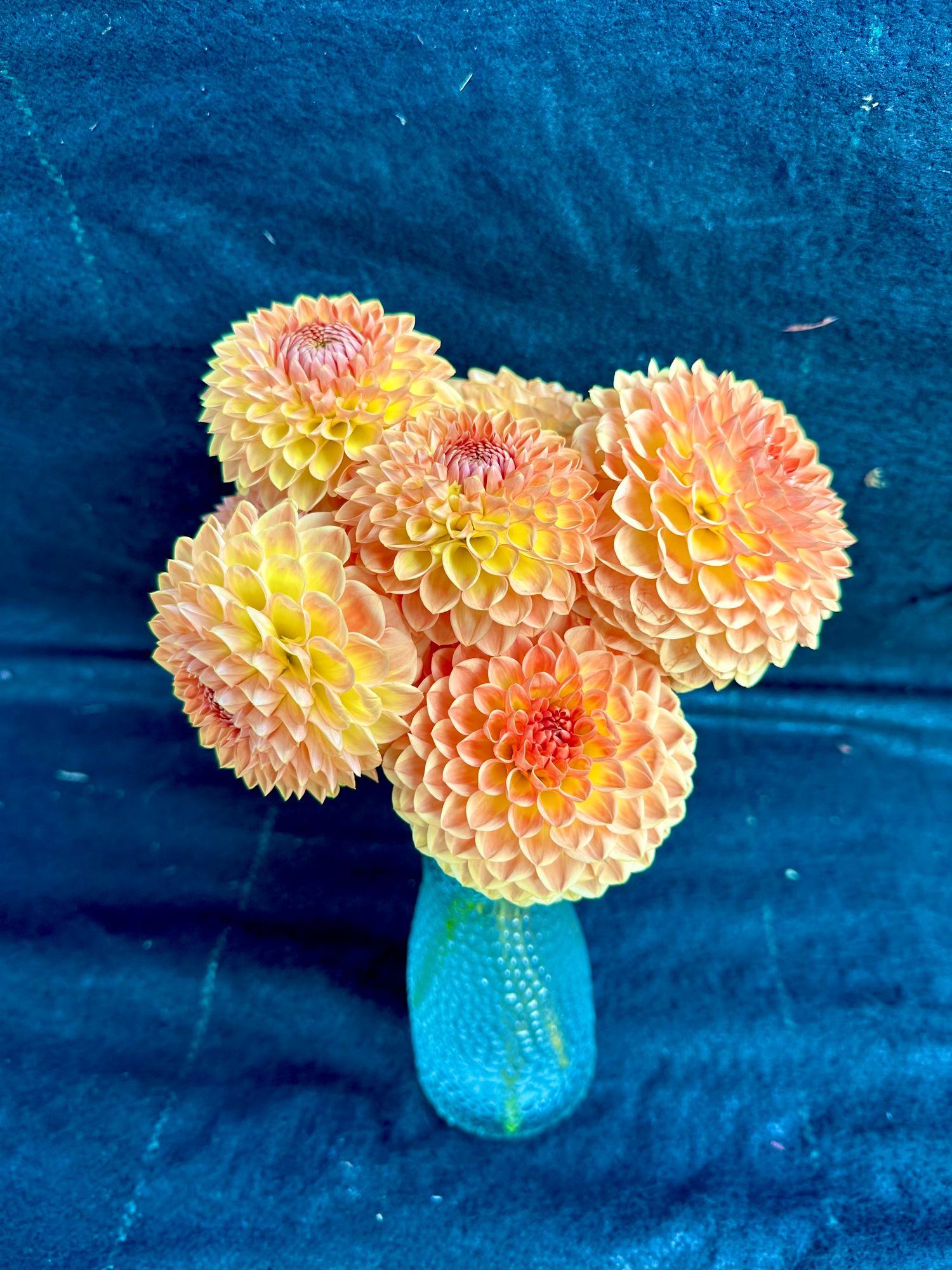 DAHLIA Blyton Softer Gleam