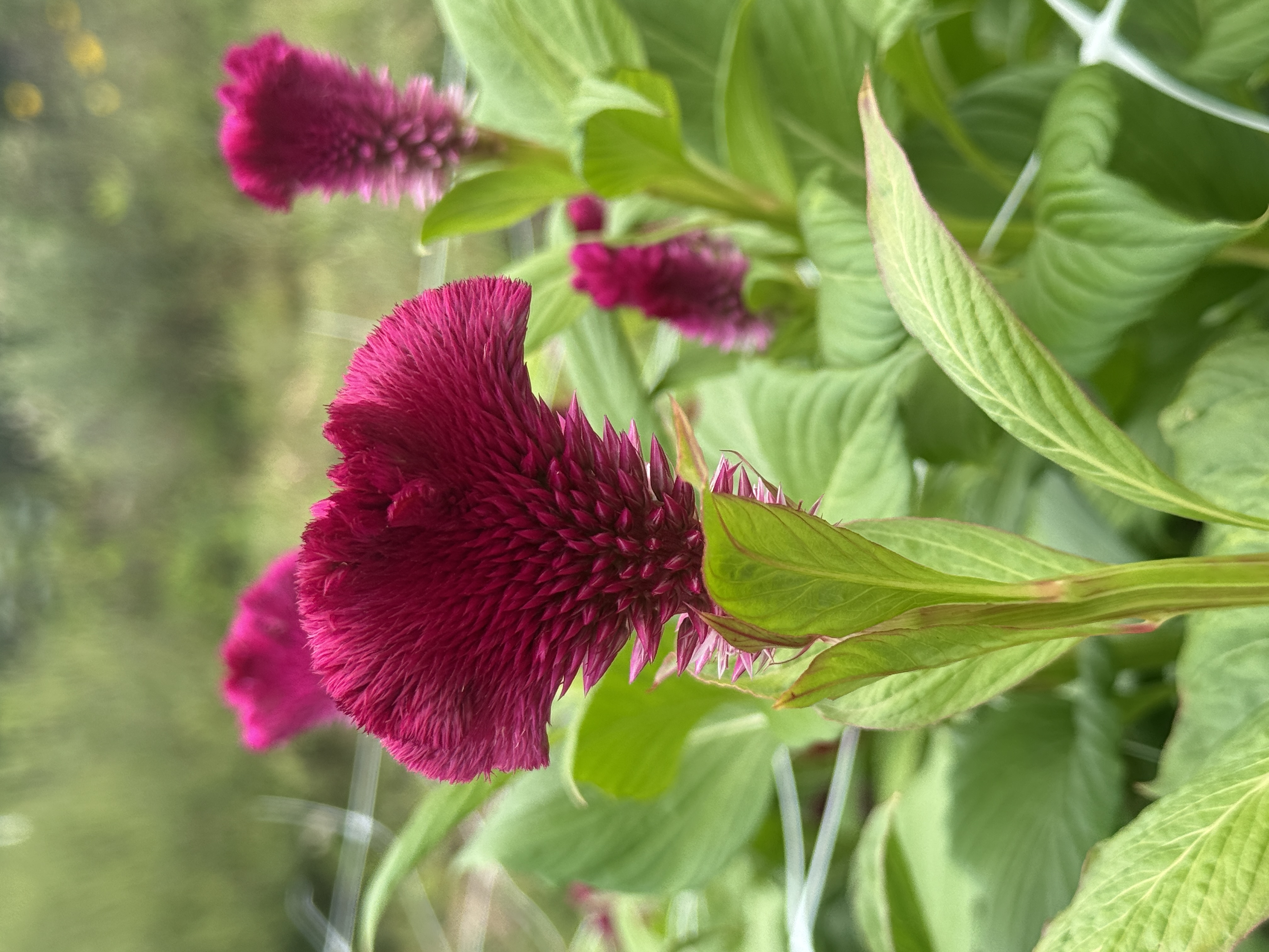 CELOSIA argentea var. cristata Cramer's Burgundy