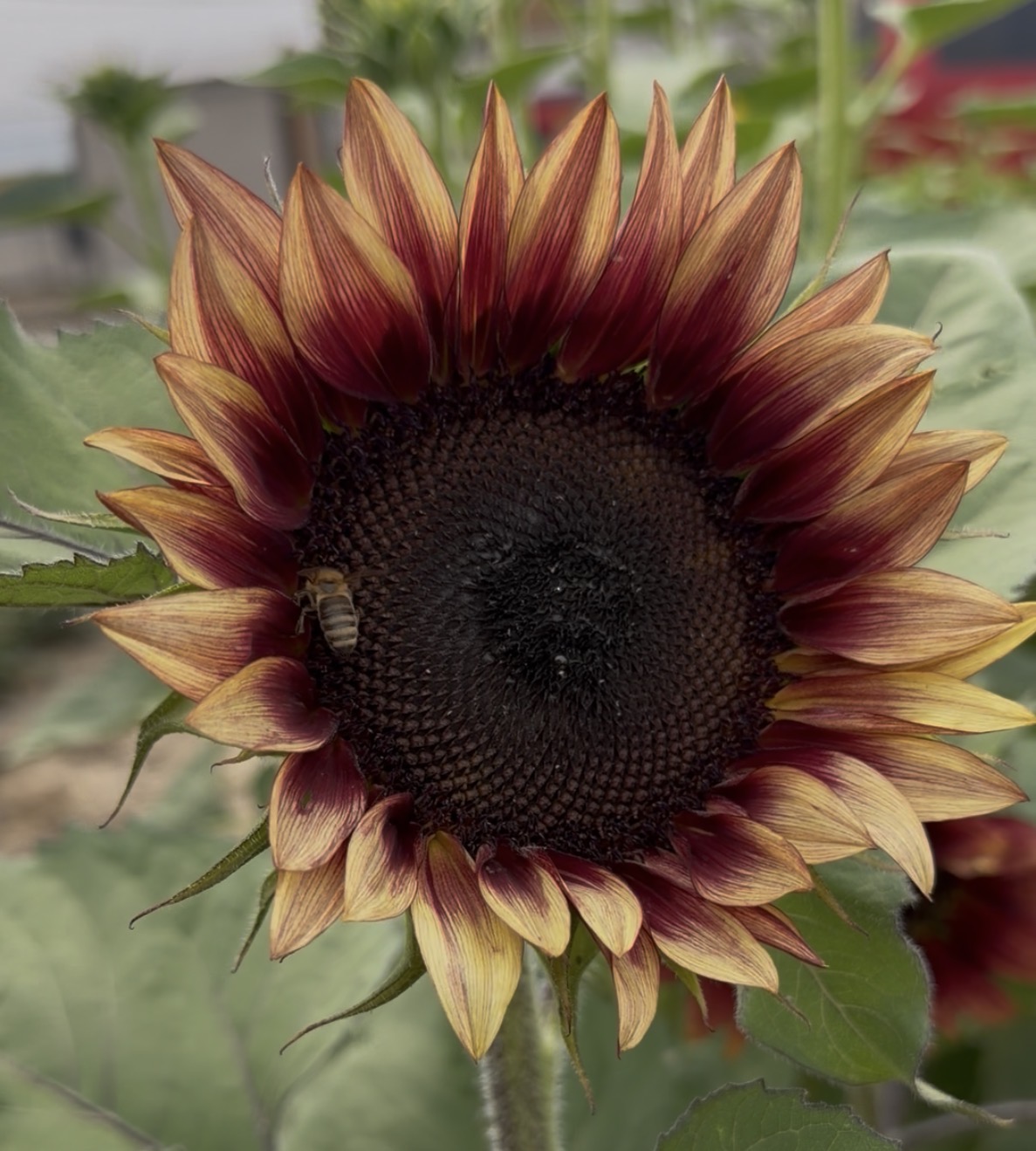 HELIANTHUS annuus ProCut Plum