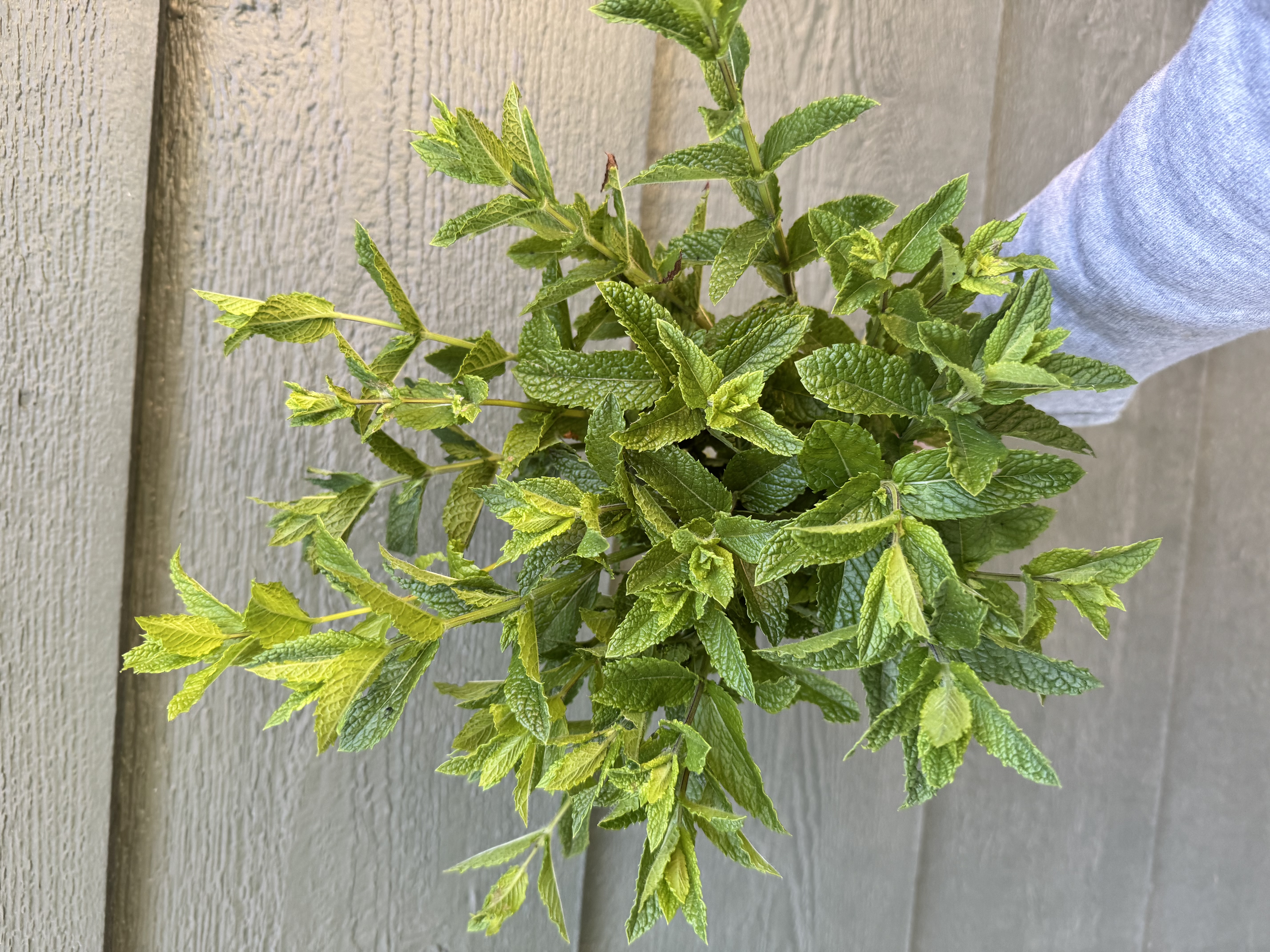 PYCNANTHEMUM muticum