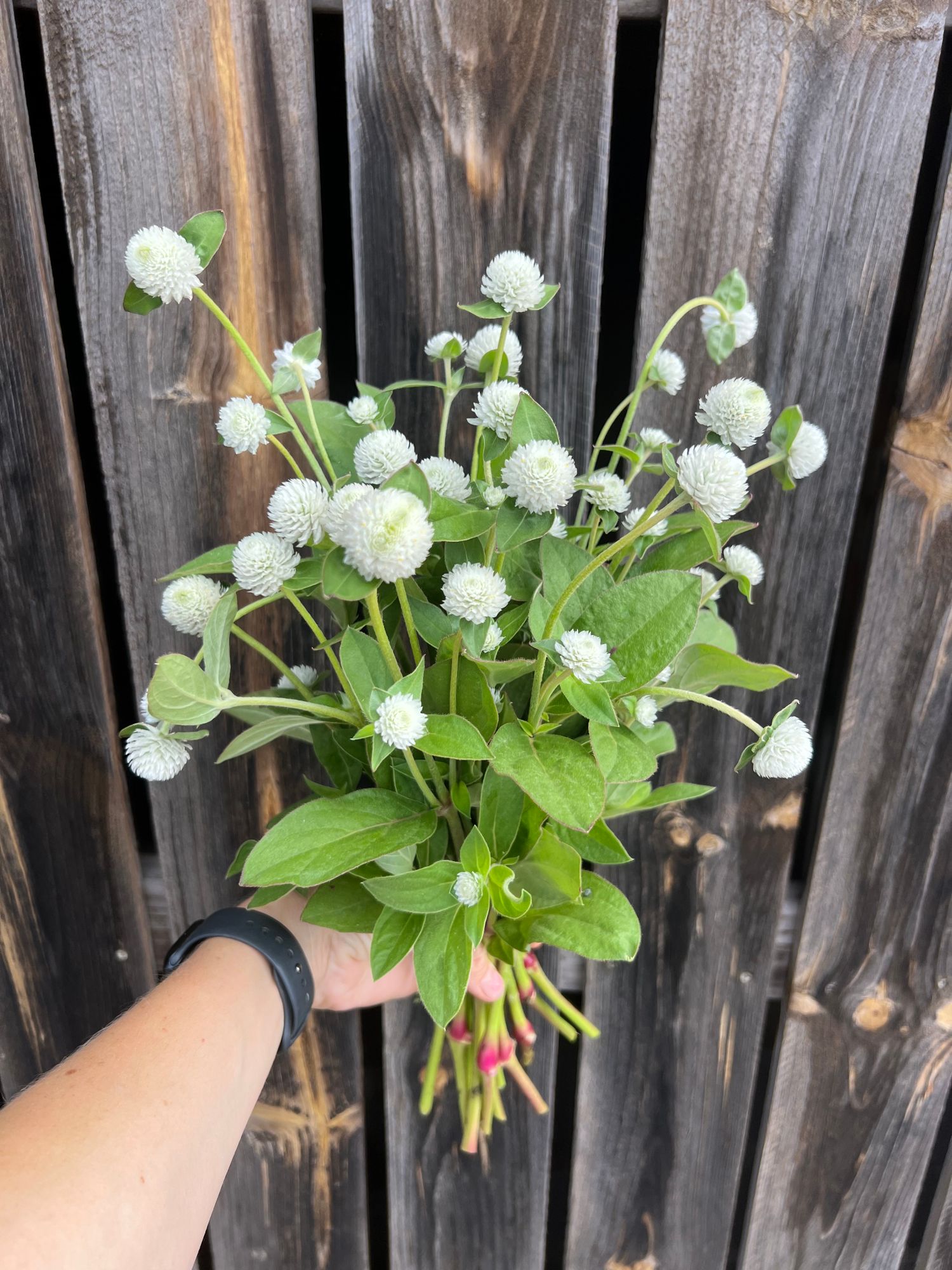 GOMPHRENA globosa QIS