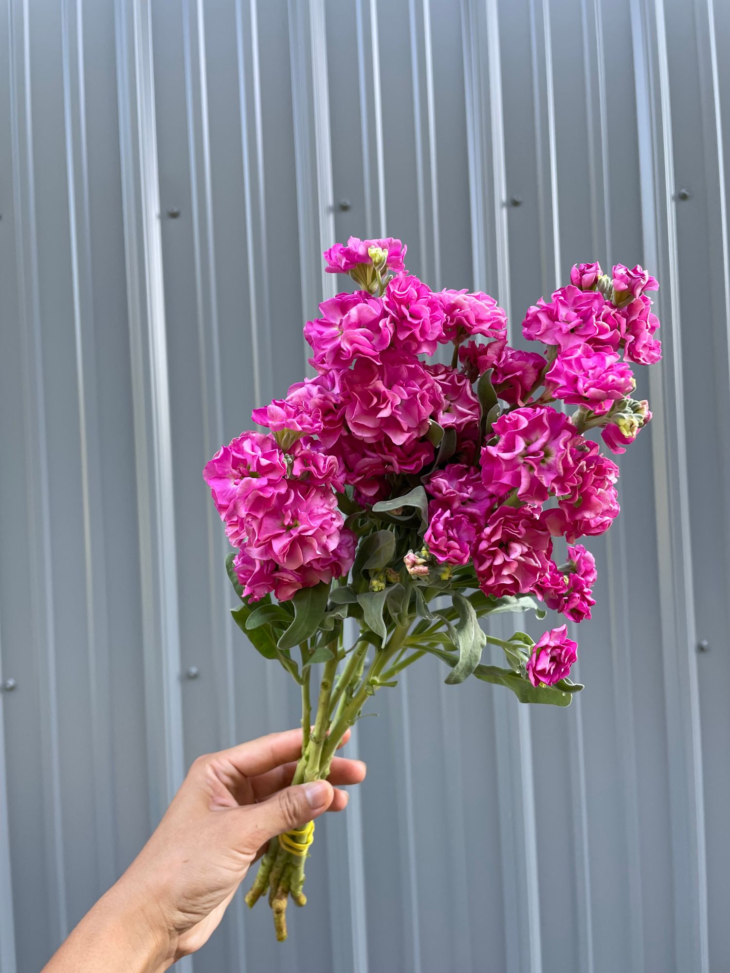 MATTHIOLA incana Quartet