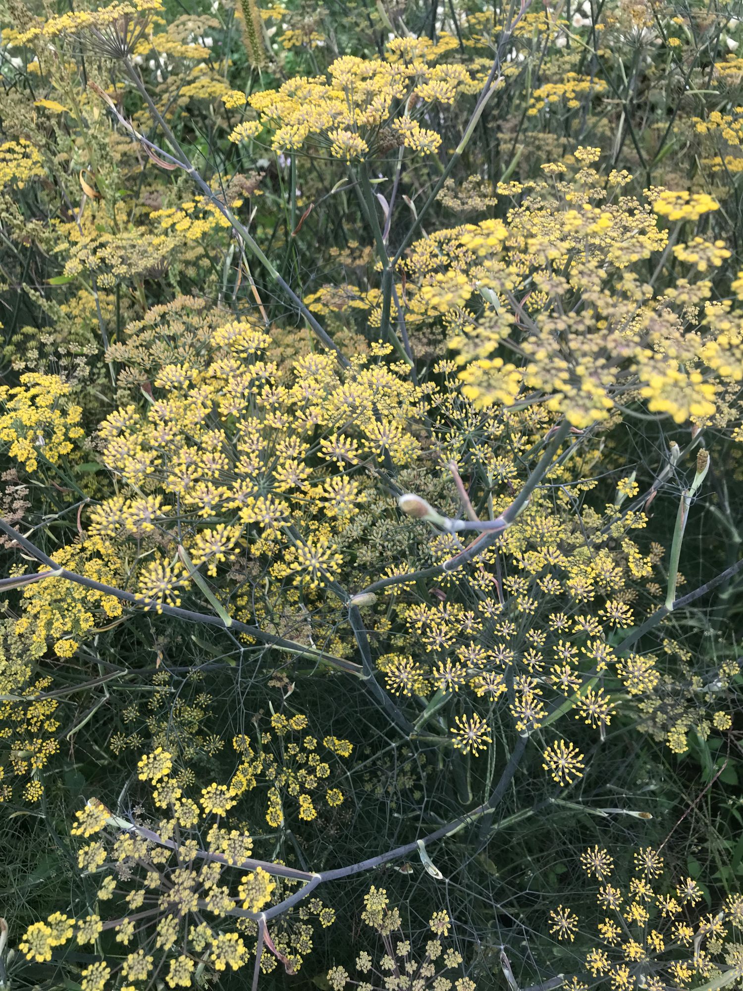 FOENICULUM vulgare