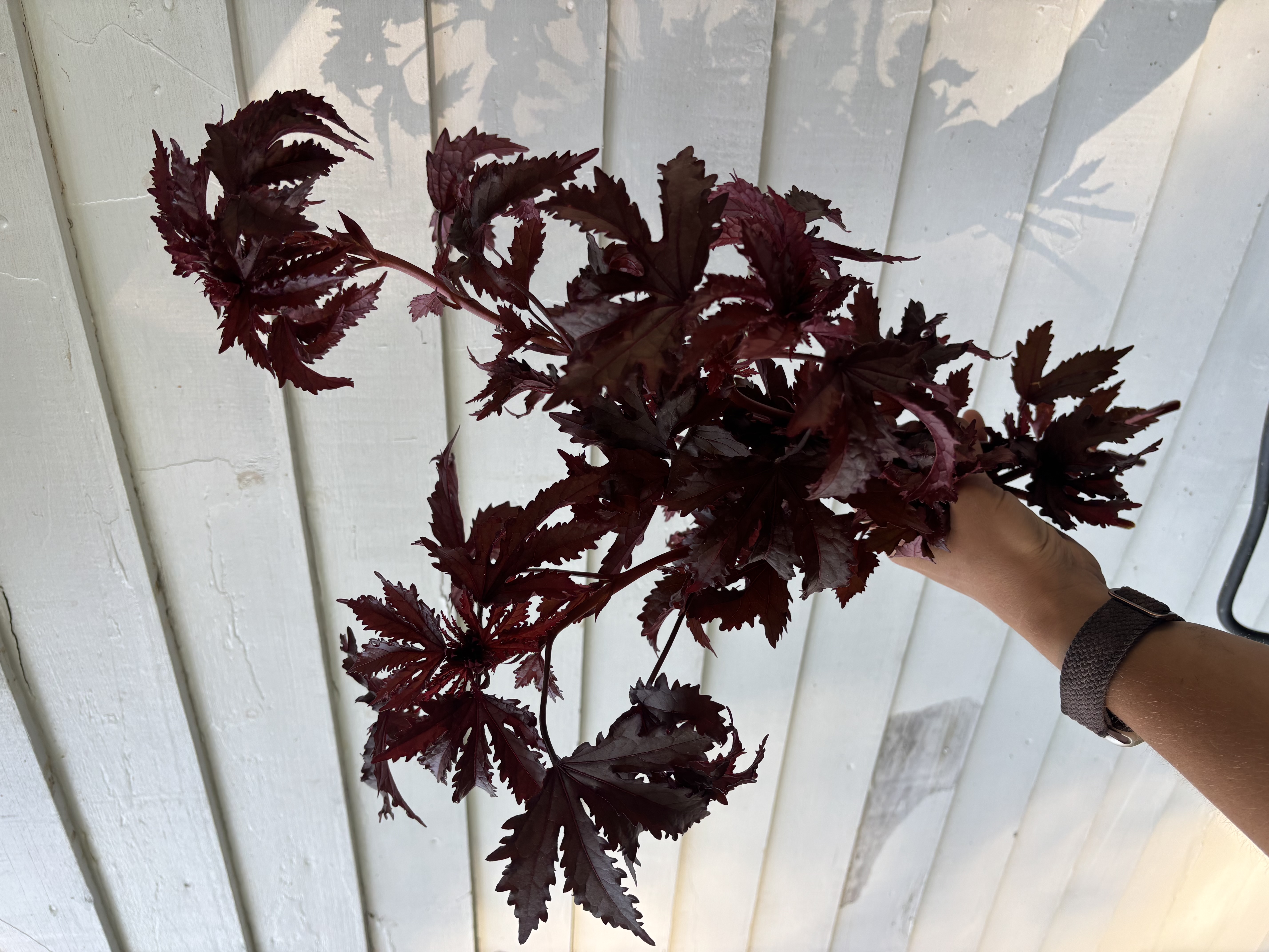 HIBISCUS acetosella