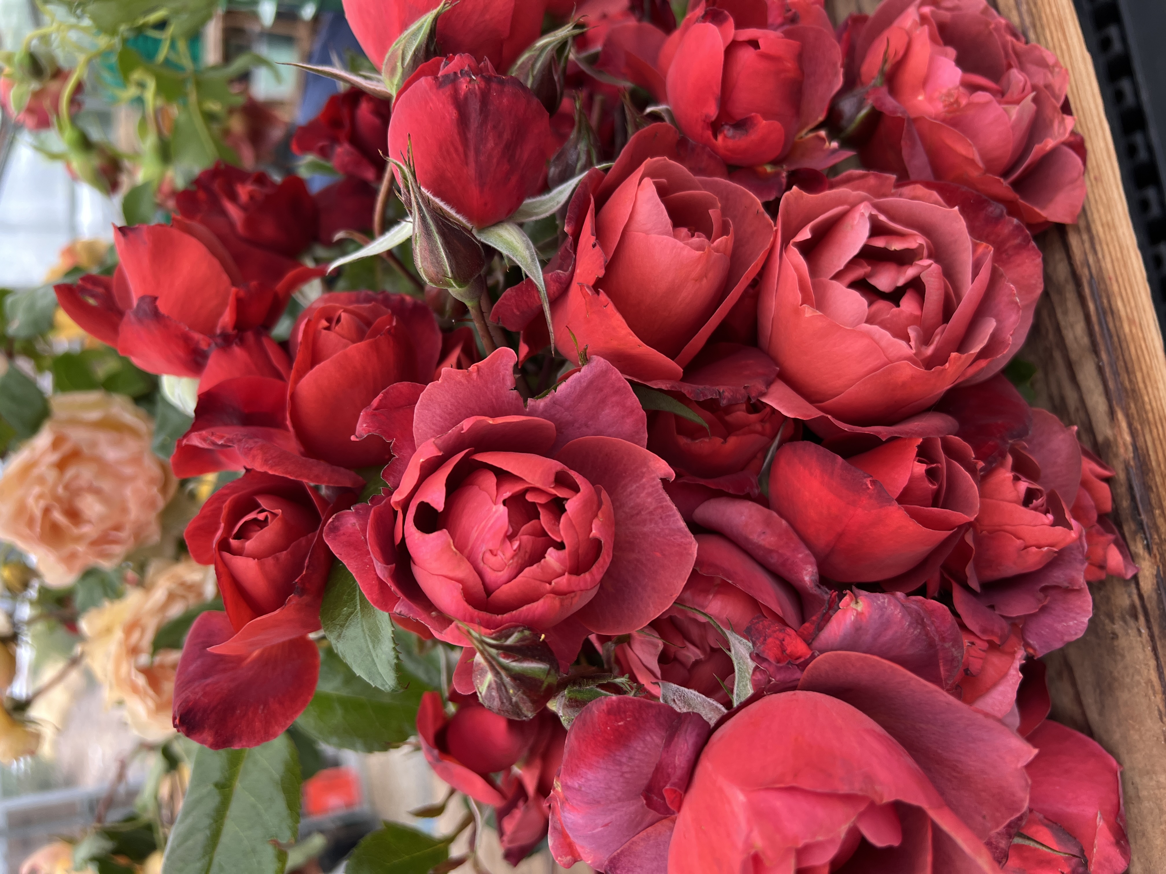 ROSA hybrida Hot Cocoa