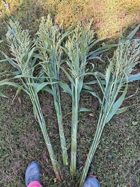 SORGHUM bicolor