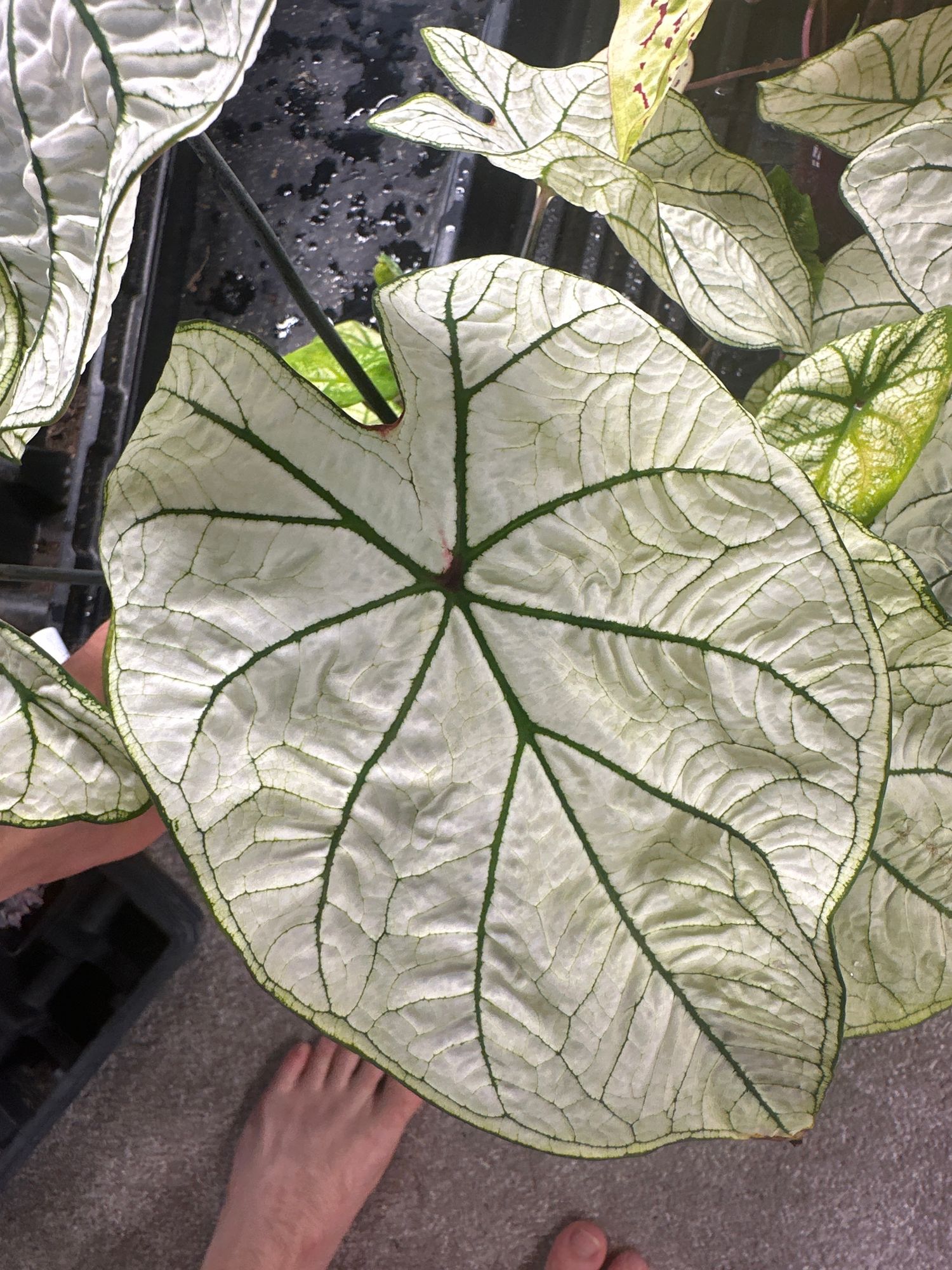 Caladium Cadidum Jr.