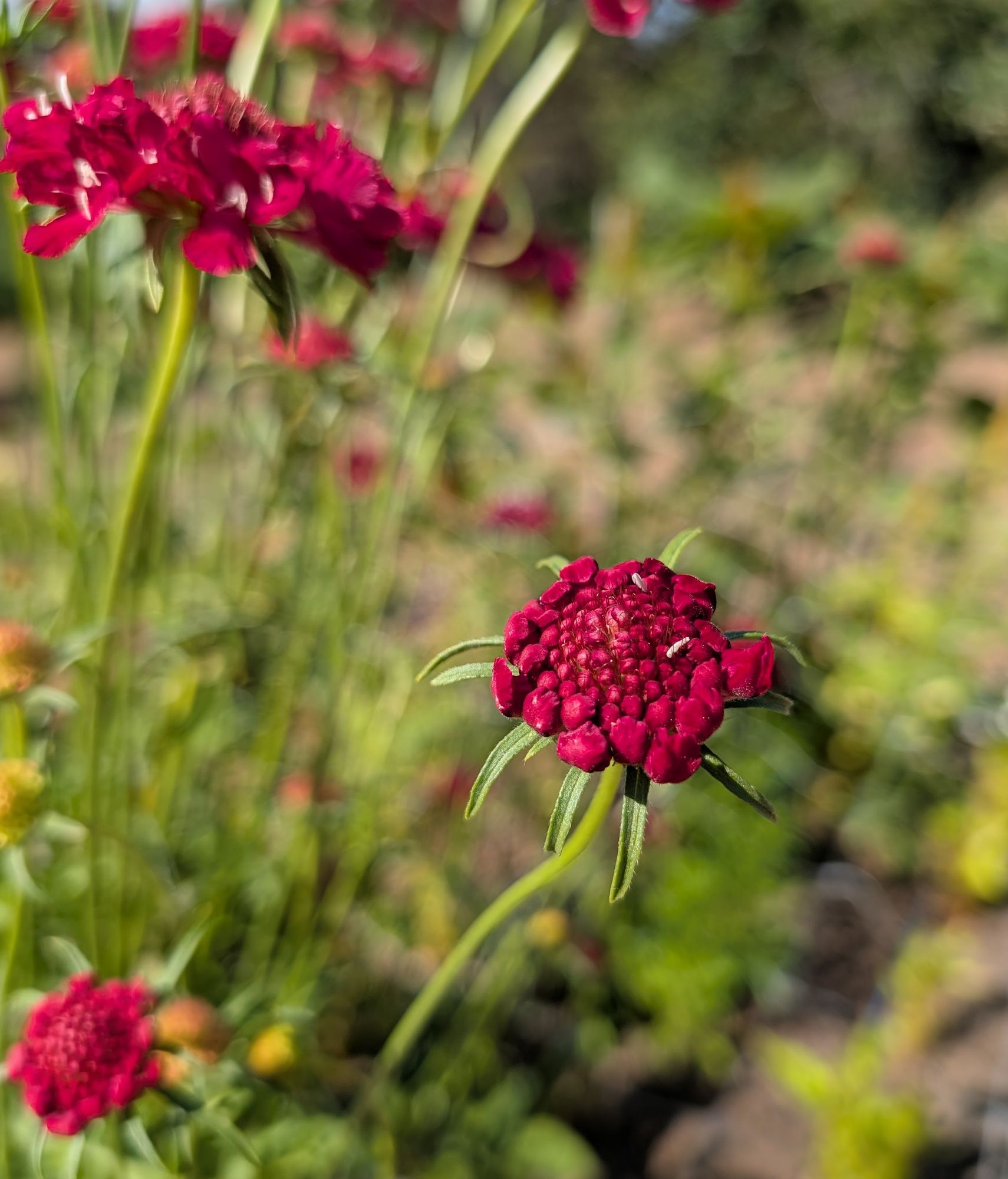 SCABIOSA caucasica