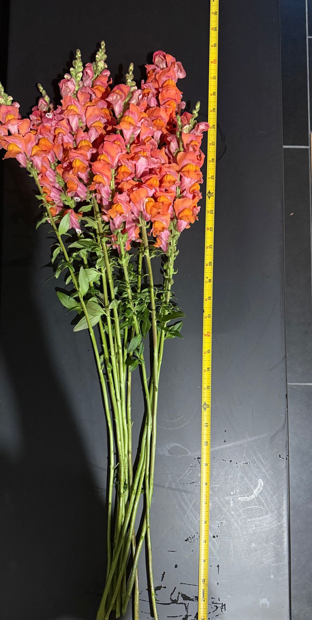ANTIRRHINUM majus Madame Butterfly Bronze