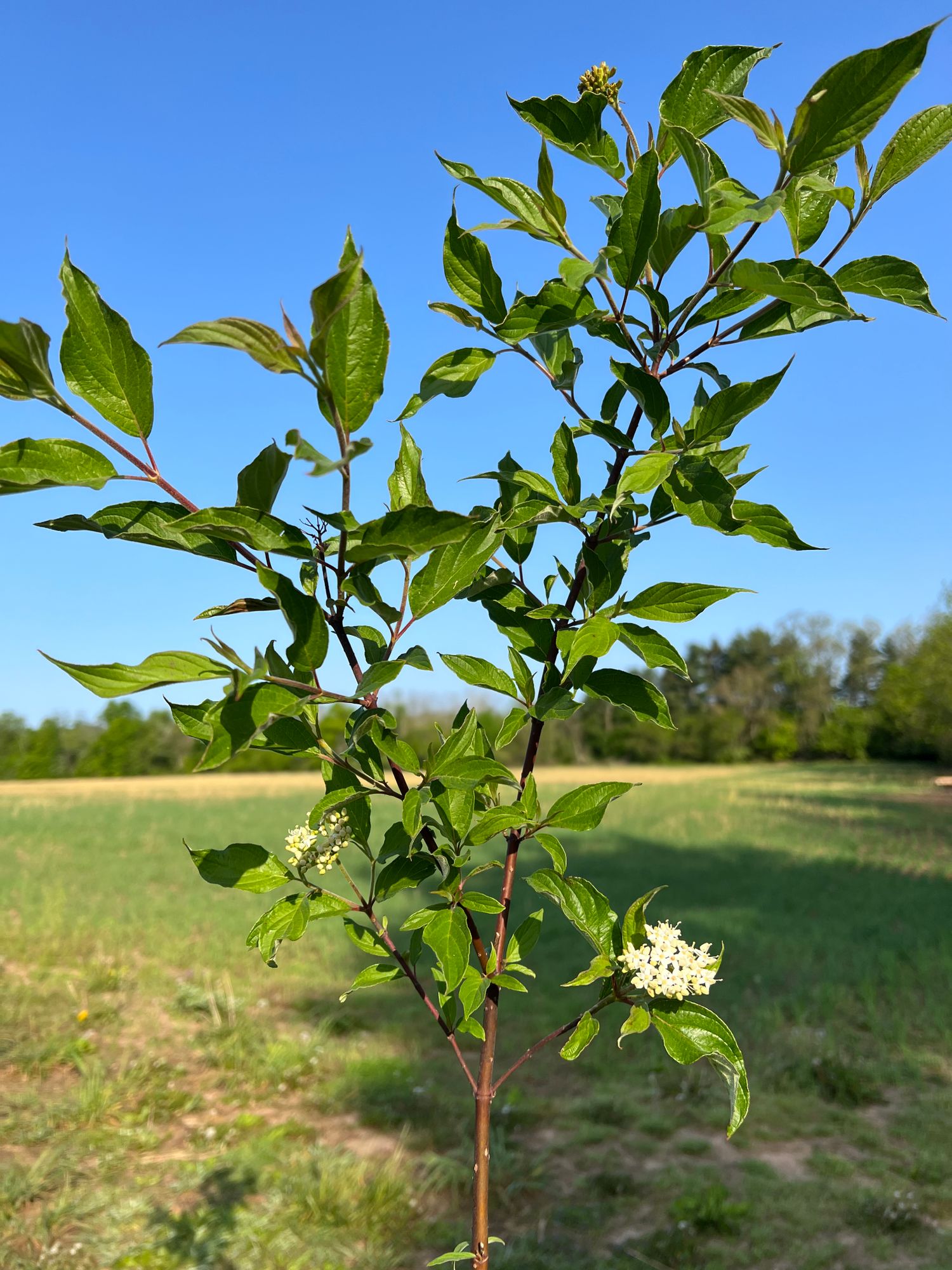 CORNUS alba Sibirica