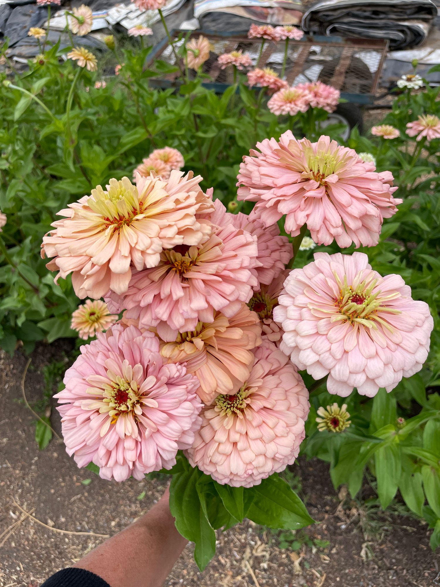 ZINNIA elegans Ballerina