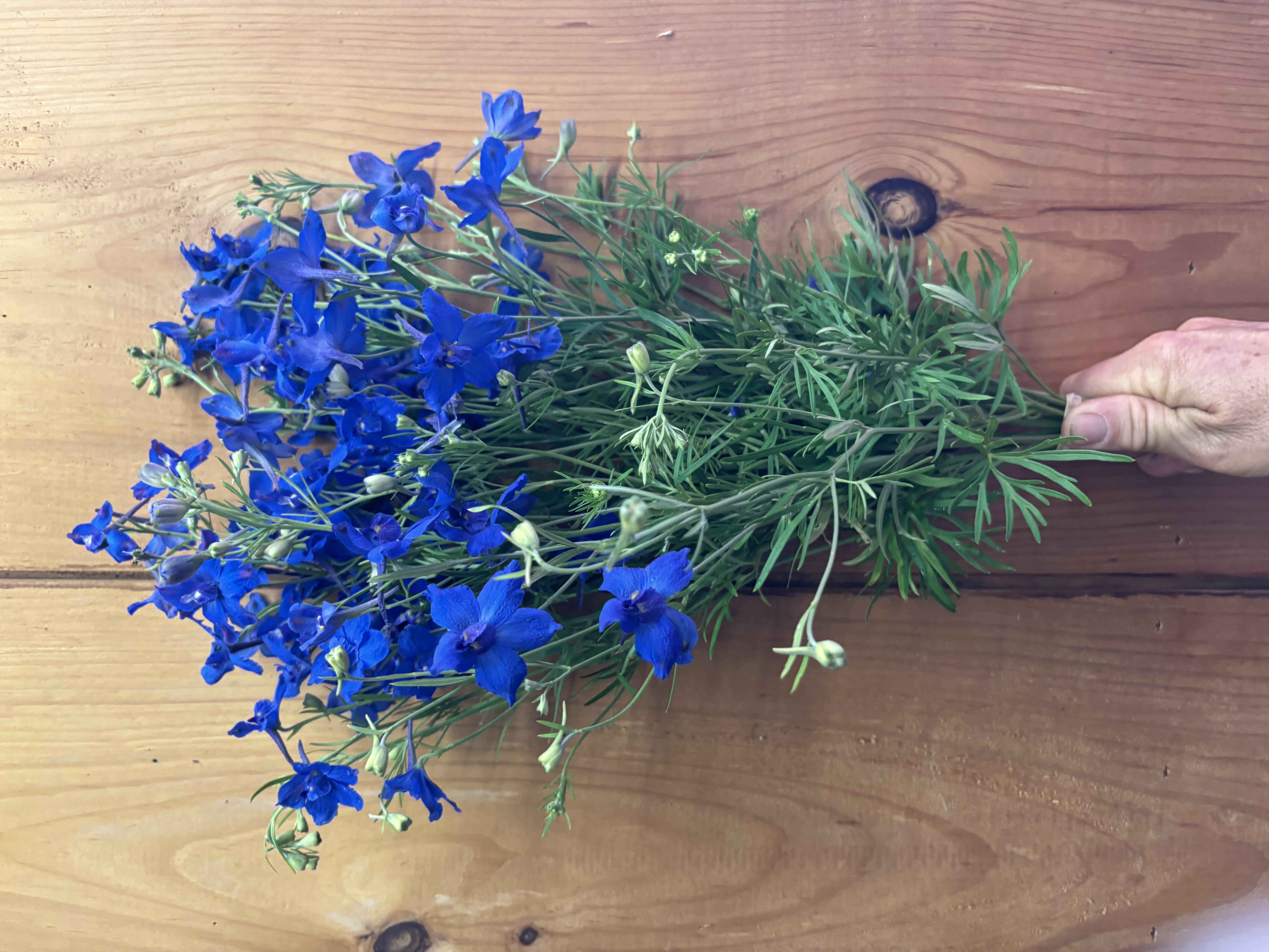 DELPHINIUM x belladonna Bellamosum