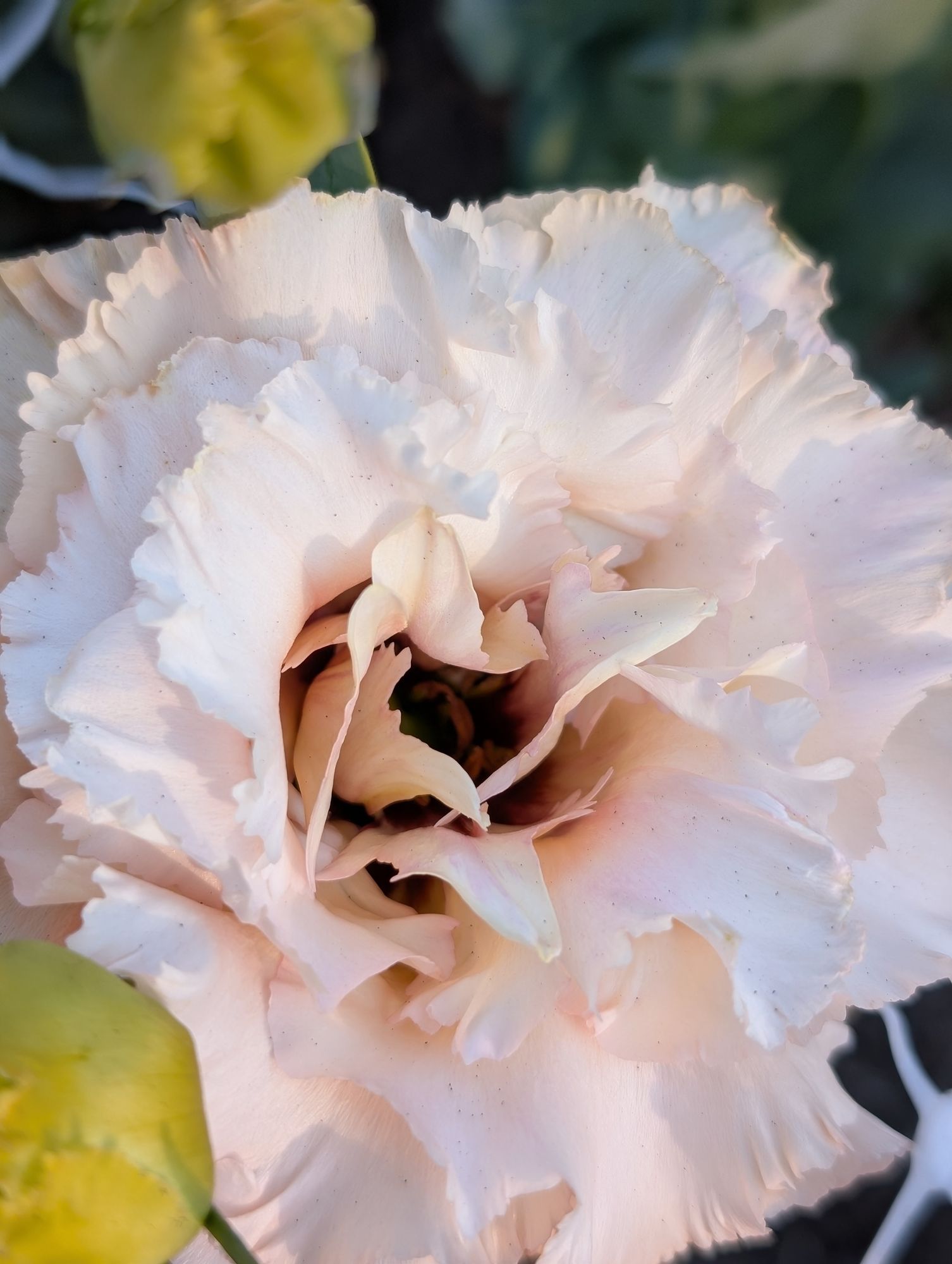 EUSTOMA grandiflorum Voyage Light Apricot