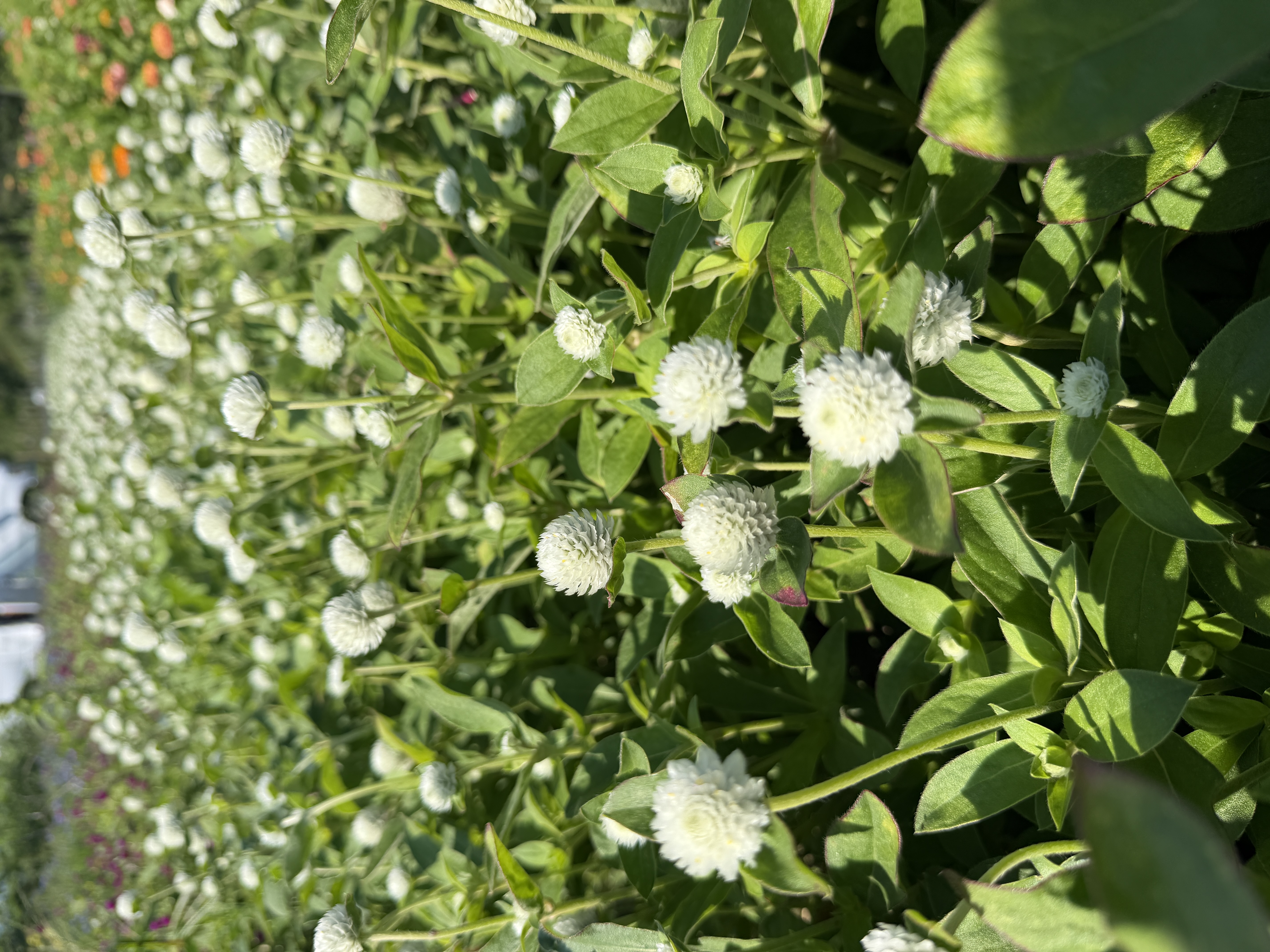 GOMPHRENA globosa Audray