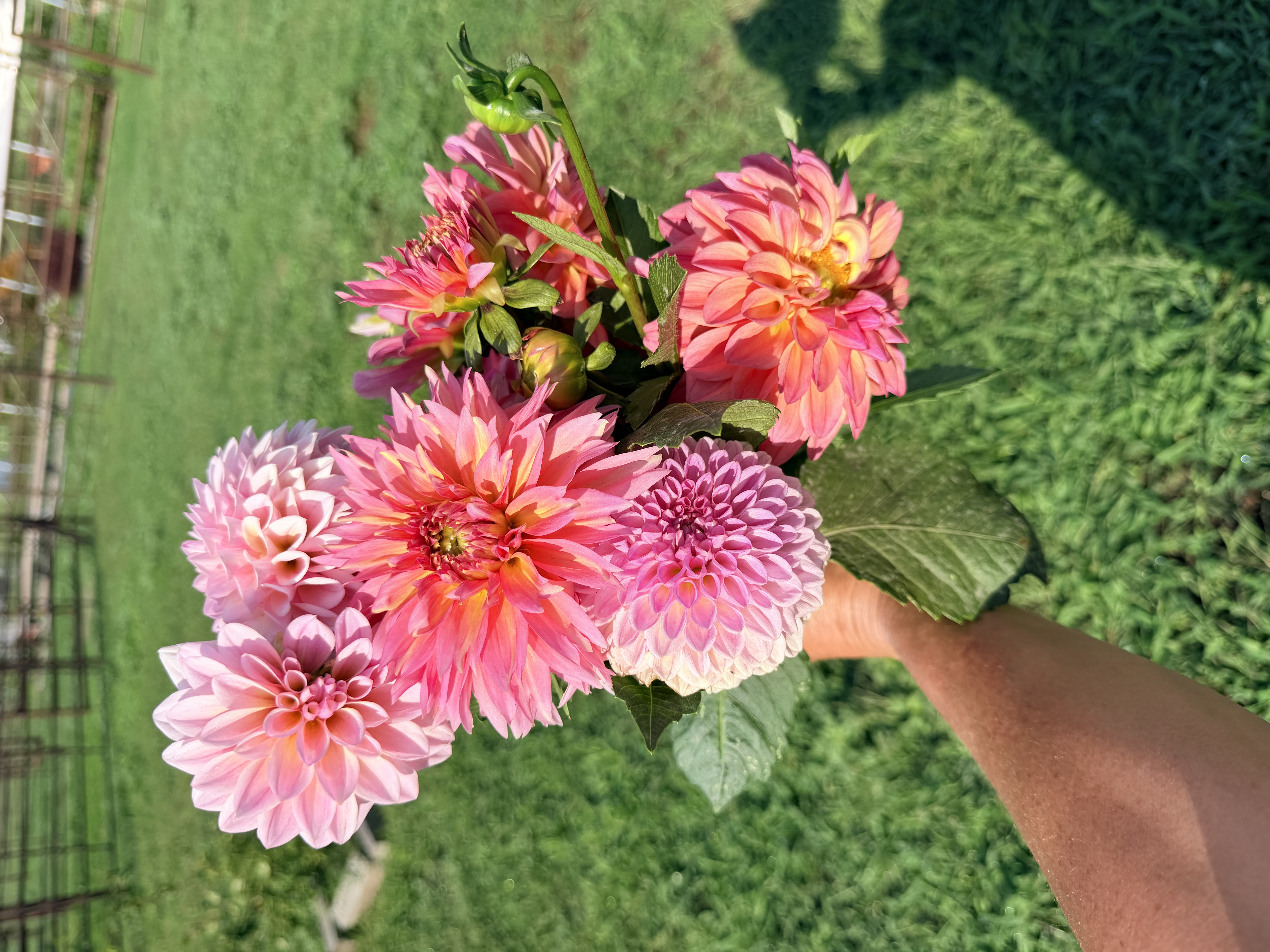 DAHLIA