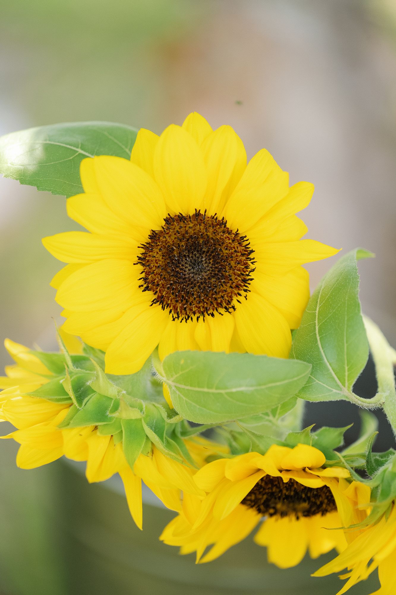HELIANTHUS annuus ProCut Orange