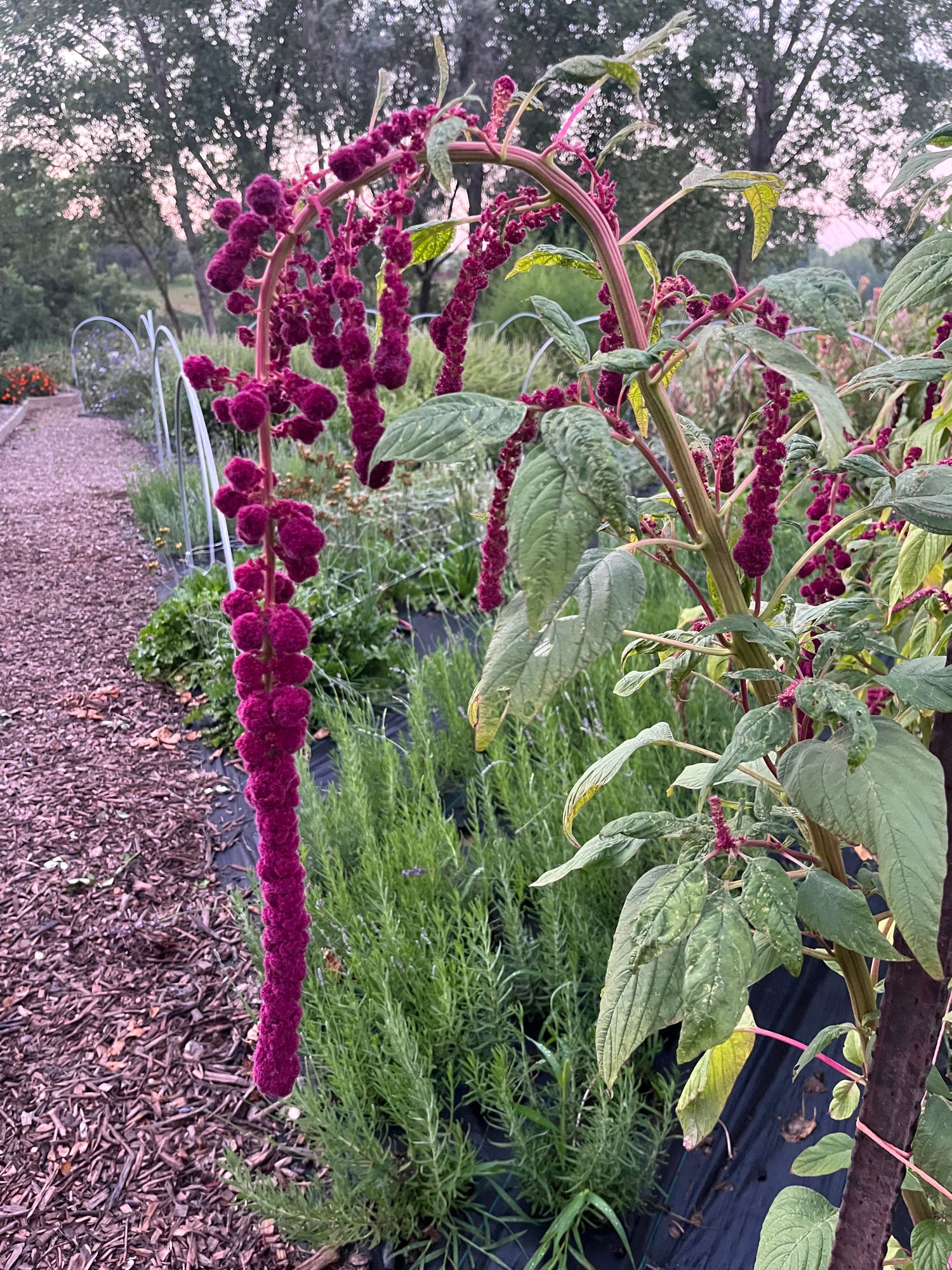 AMARANTHUS