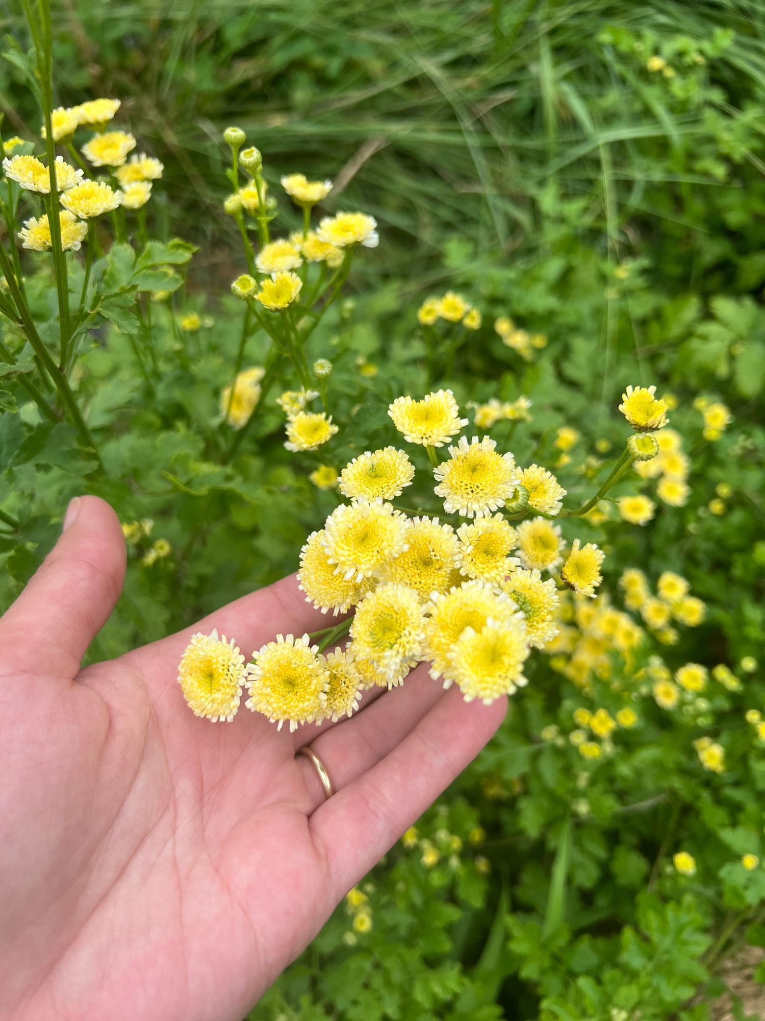 TANACETUM parthenium Magic Lime Green