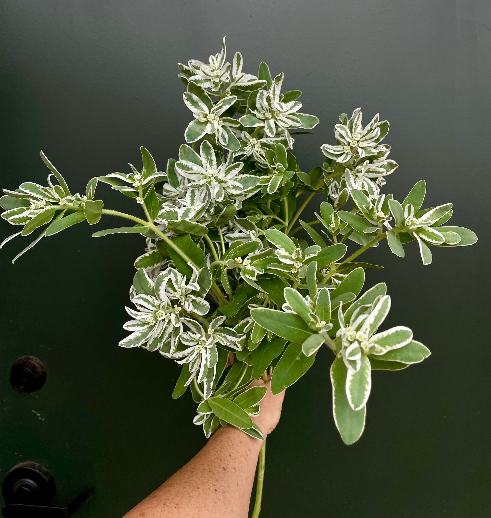 EUPHORBIA characias