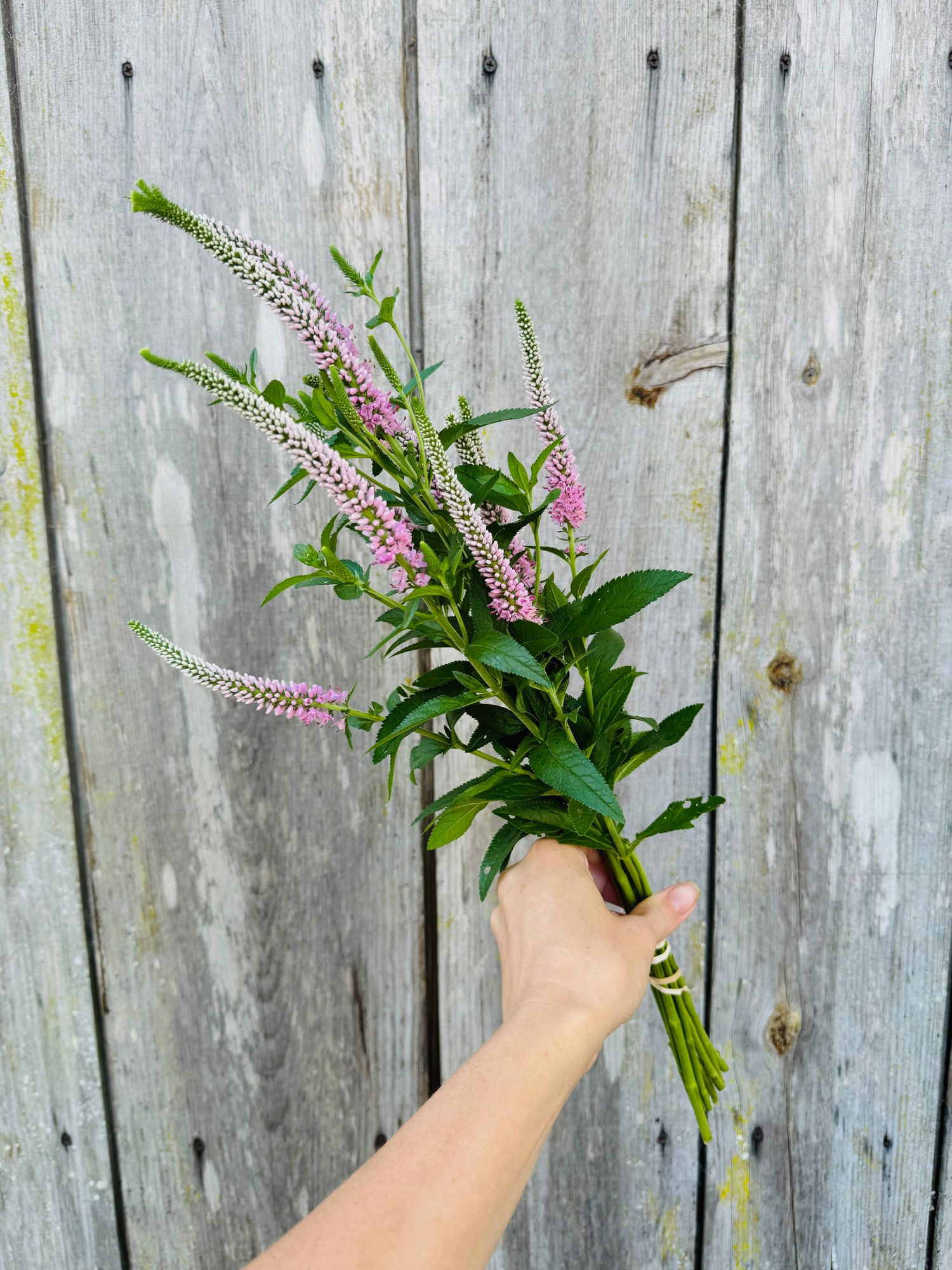 VERONICA longifolia Skylar