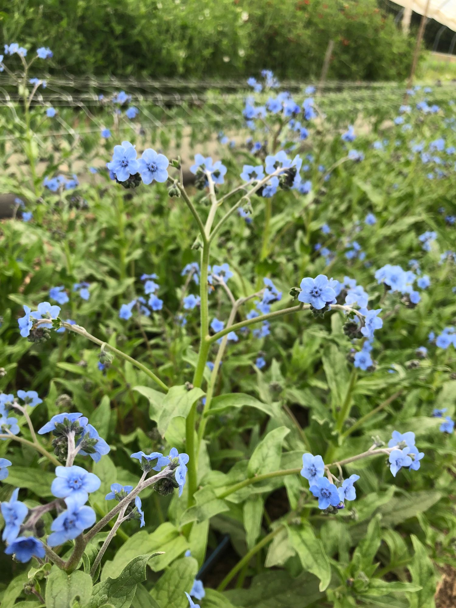CYNOGLOSSUM officinale