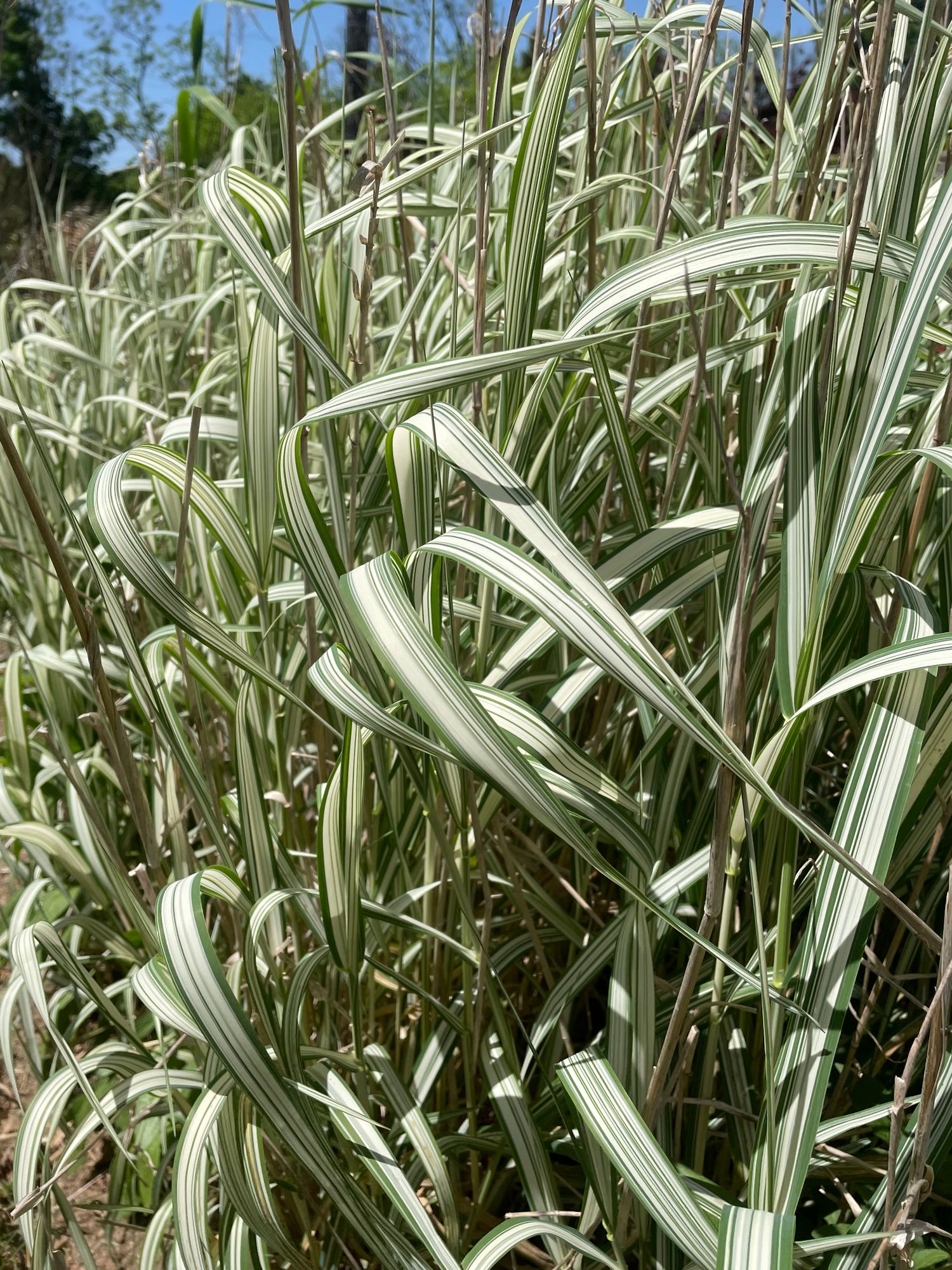 ORNAMENTAL GRASS