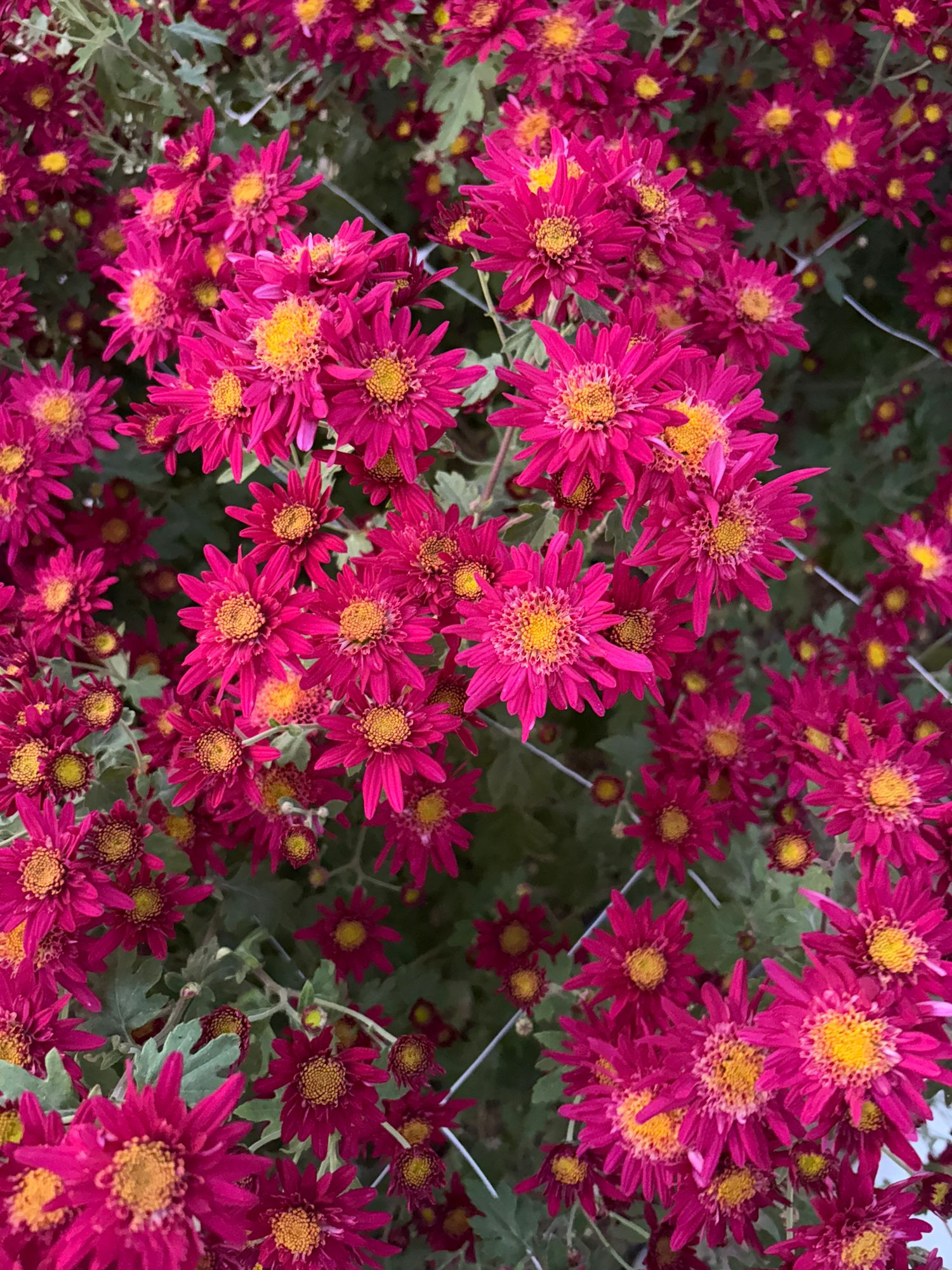 CHRYSANTHEMUM