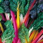 Swiss Chard, Rainbow