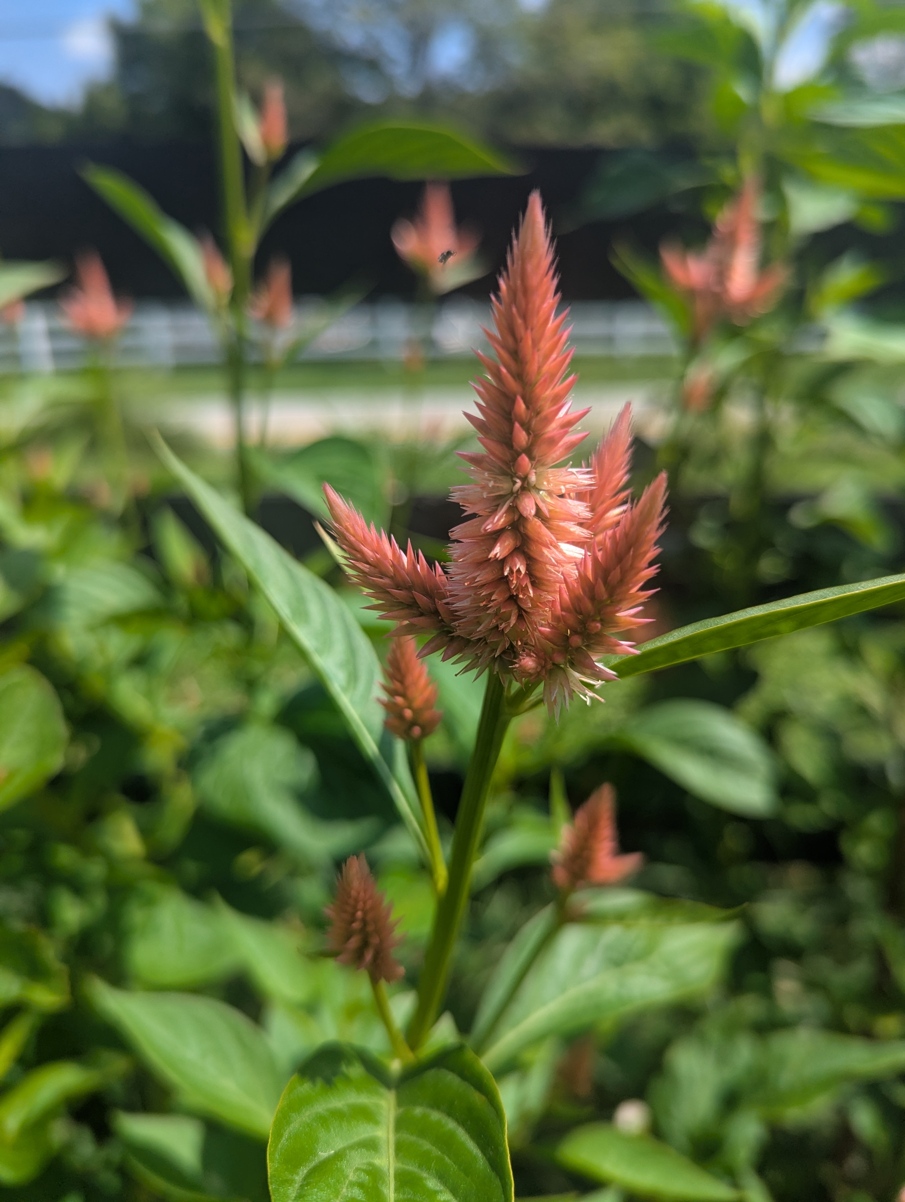 CELOSIA argentea spicata Celway Terracotta