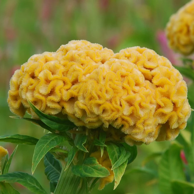 CELOSIA argentea var. cristata Chief Gold