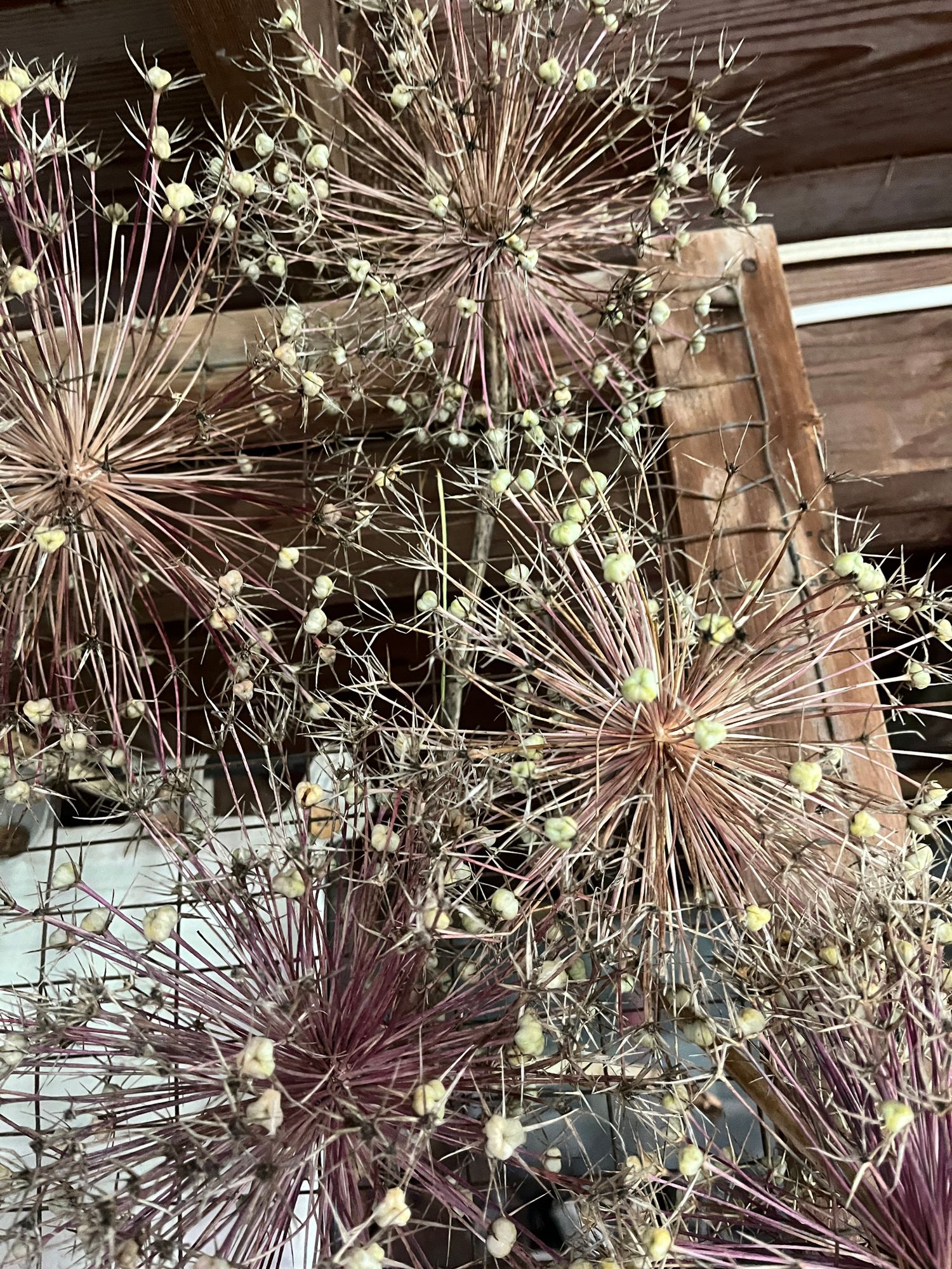 ALLIUM christophii