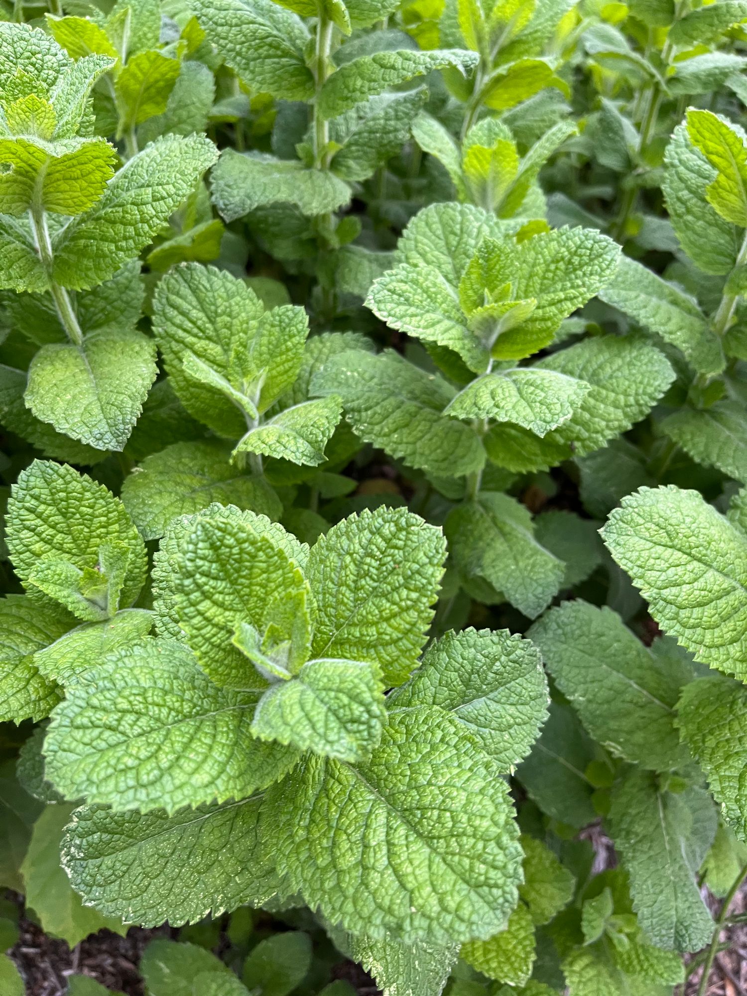 MENTHA suaveolens