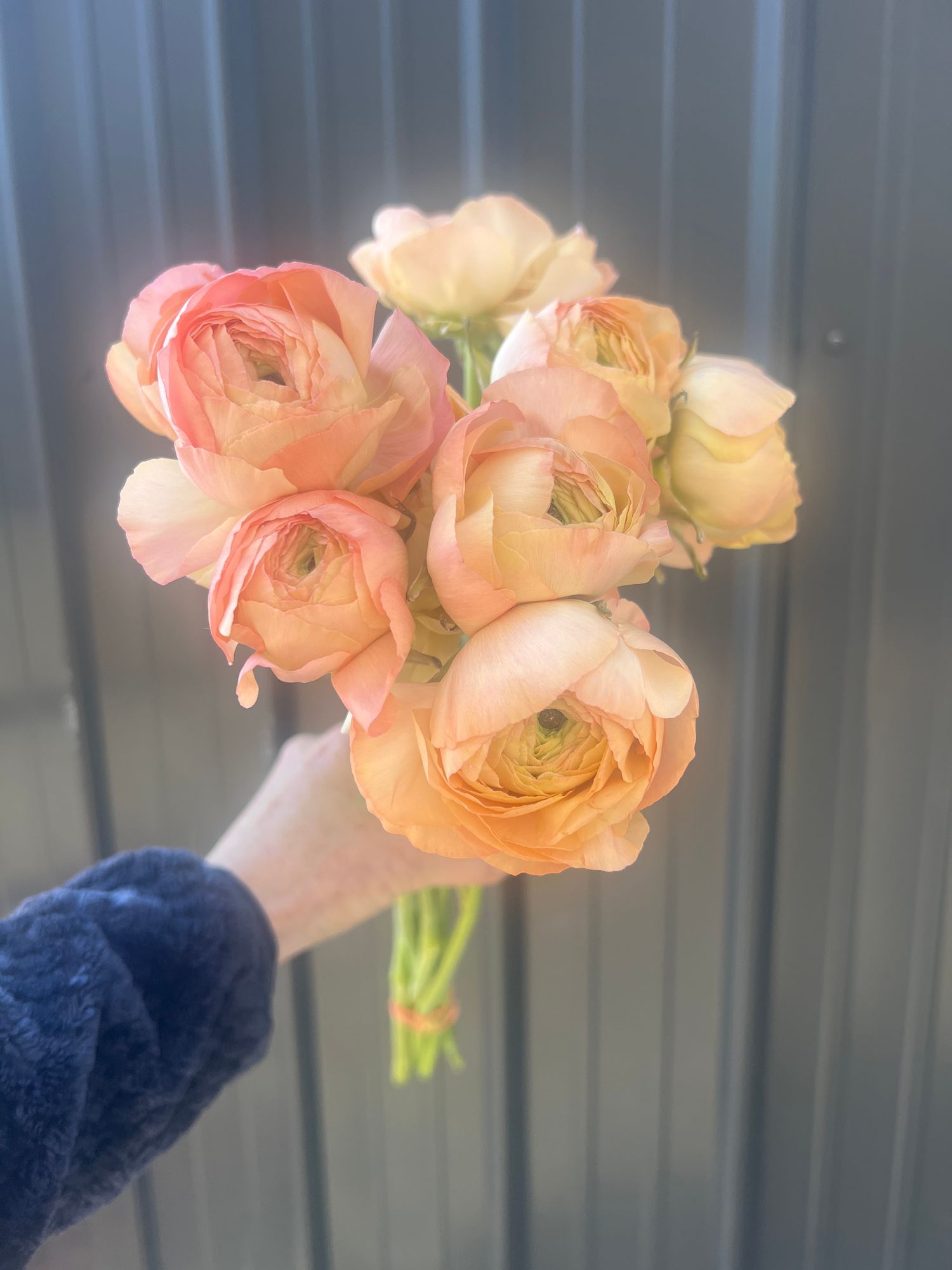 RANUNCULUS Cloni Success Grand Pastel